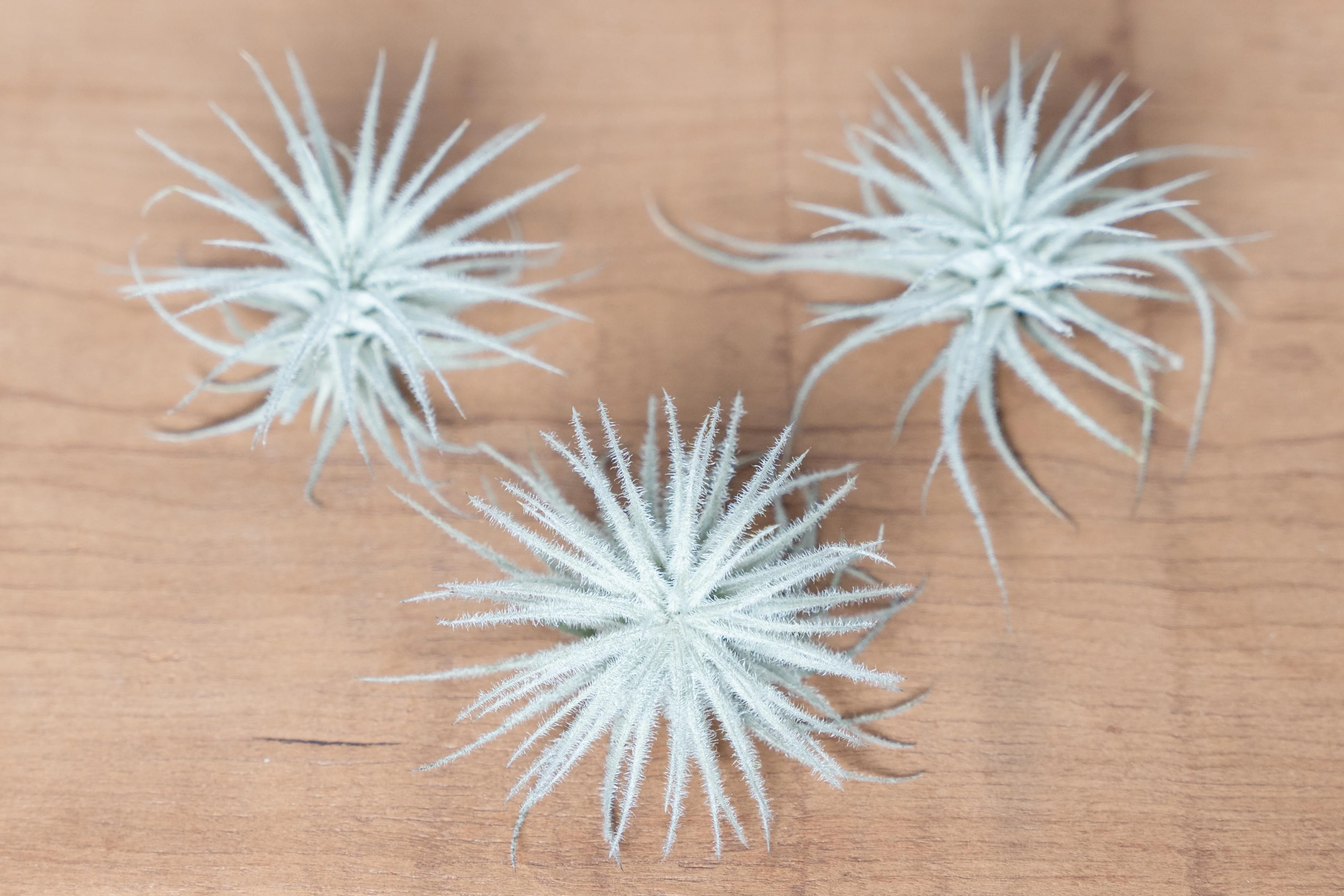 3 Small Tillandsia Tectorum Ecuador Air Plants for $14
