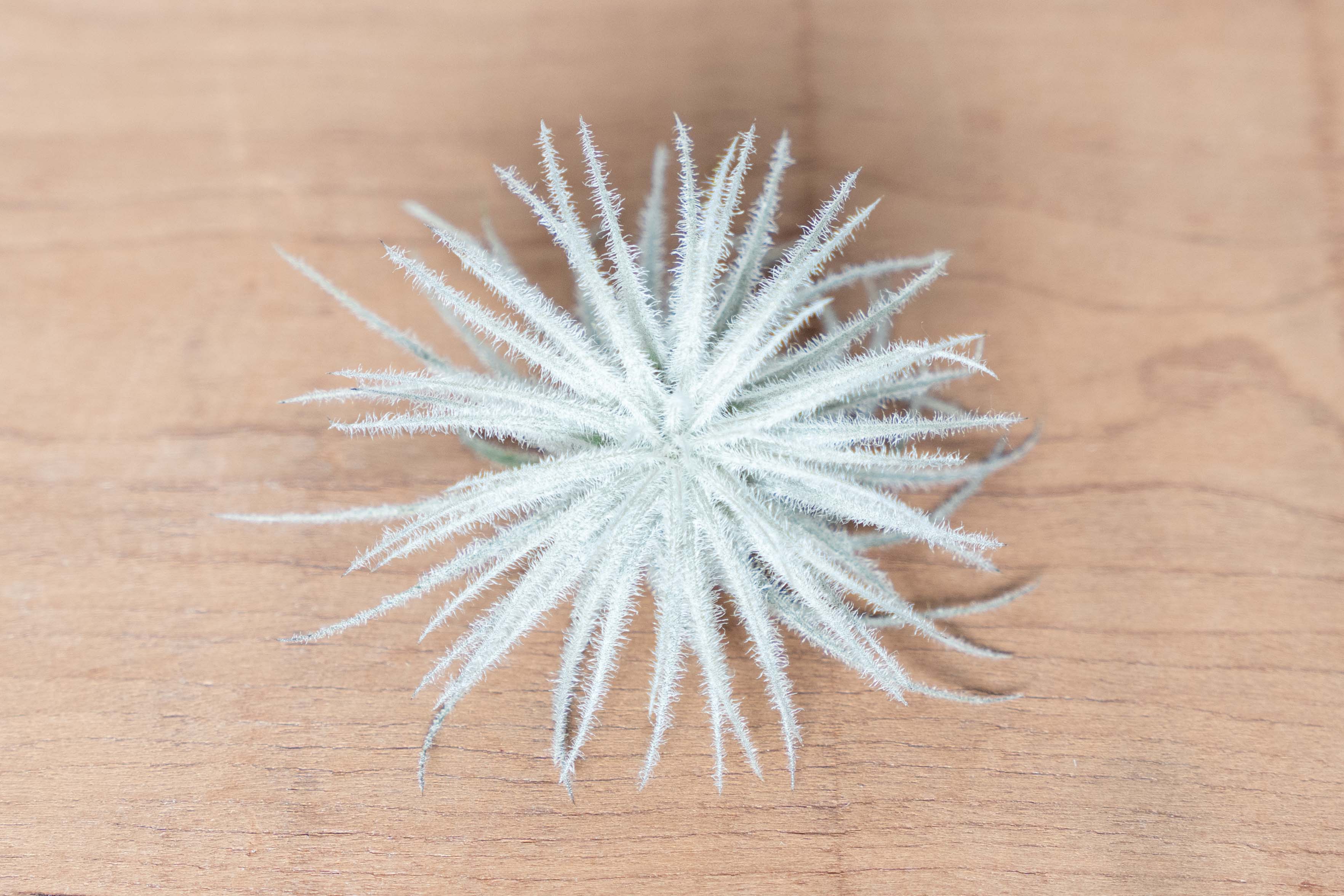 3 Small Tillandsia Tectorum Ecuador Air Plants for $14 - Image 2