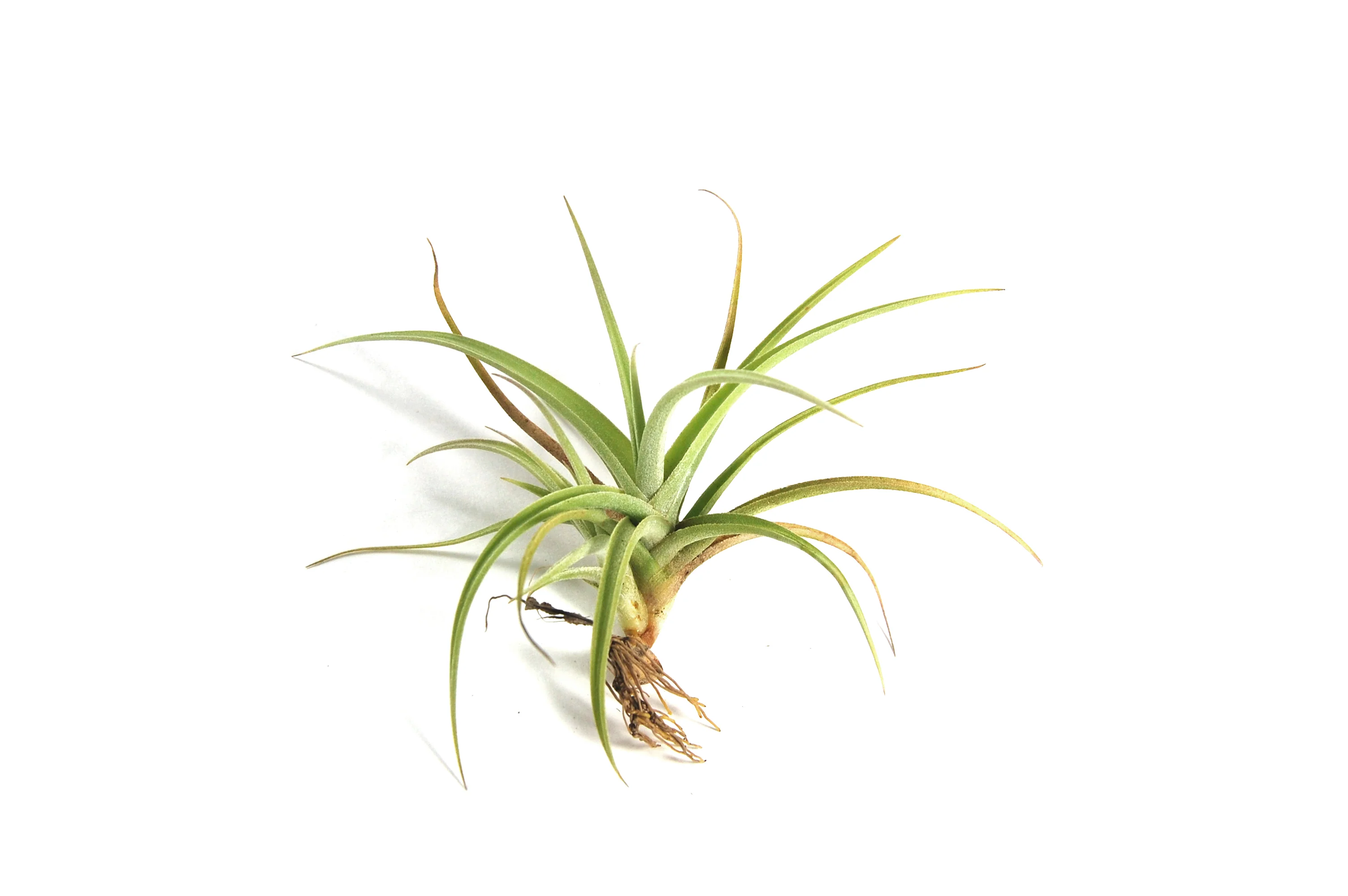 Tillandsia Kashkin 'Peru Inca Gold' Air Plants - Image 2