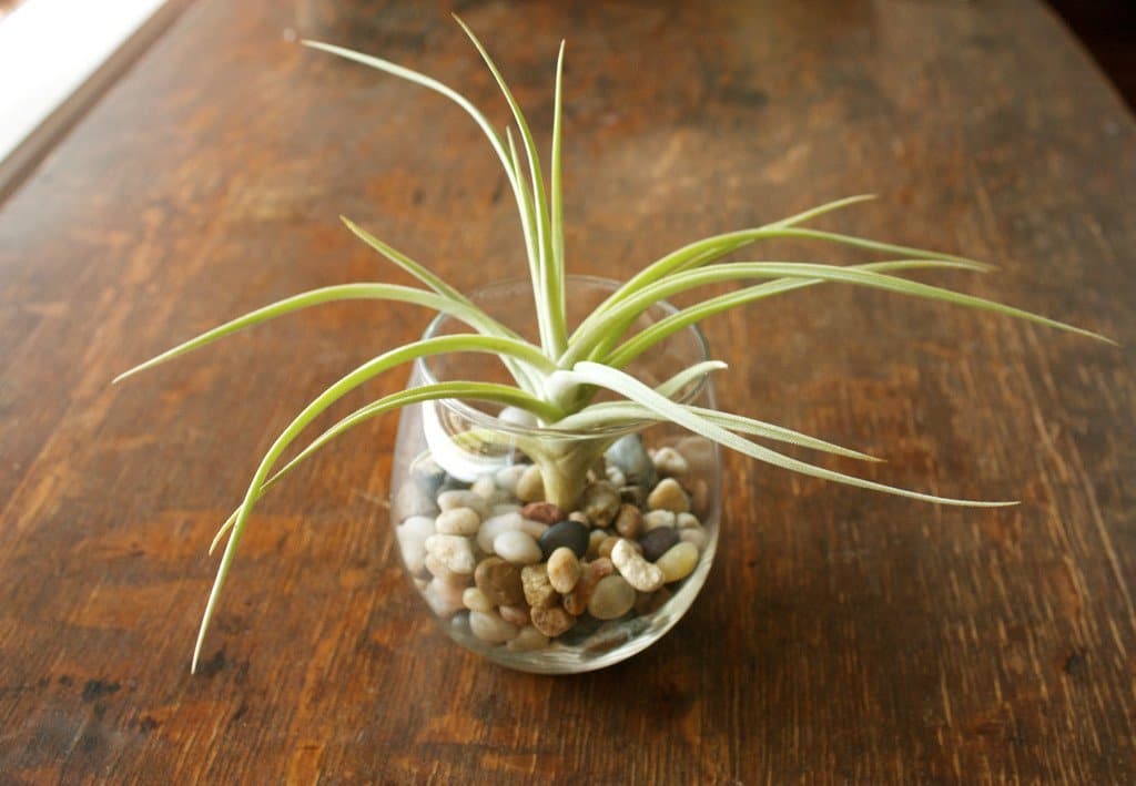 Tillandsia Kashkin 'Peru Inca Gold' Air Plants - Image 3