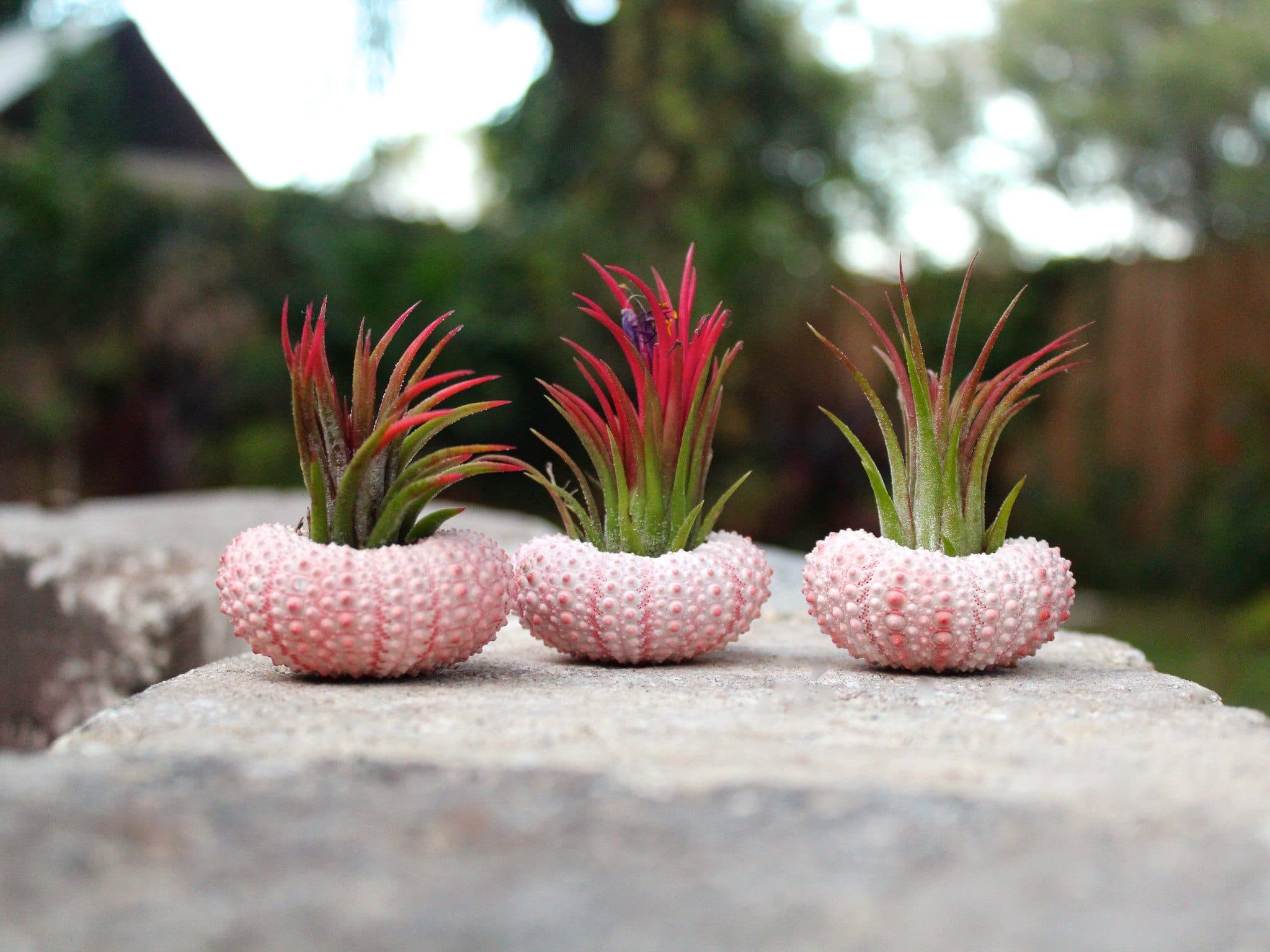 Pink Sea Urchin with Tillandsia Air Plant Kit - Image 3