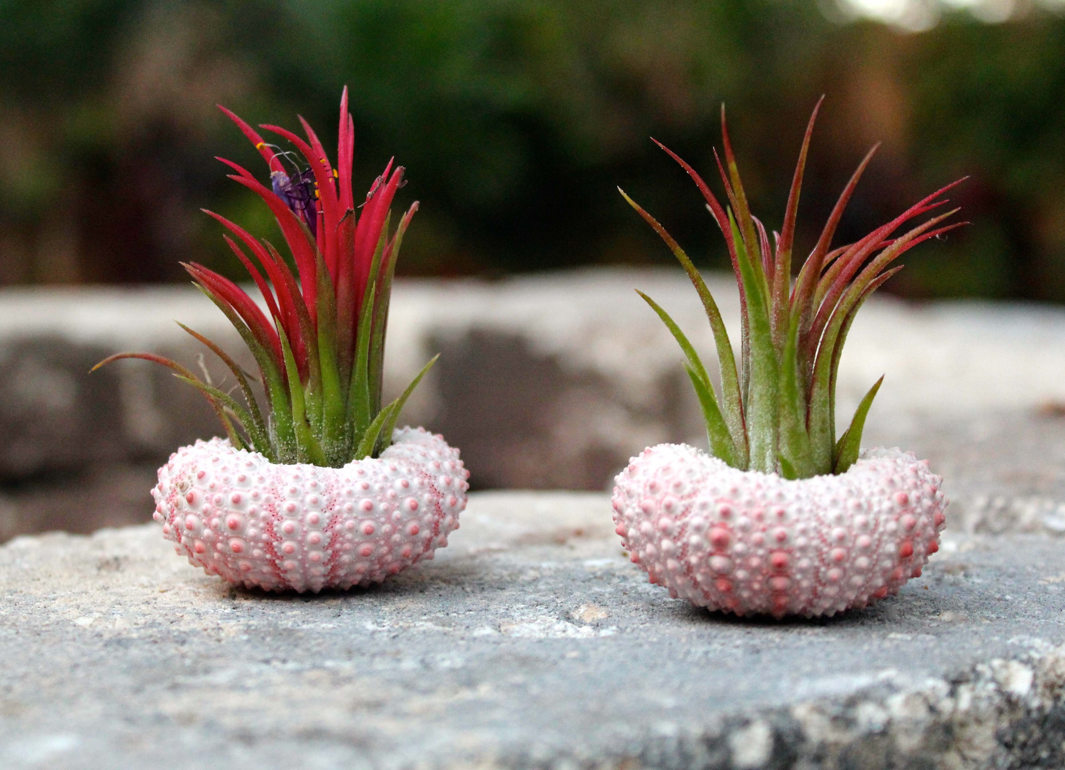 Pink Sea Urchin with Tillandsia Air Plant Kit - Image 4