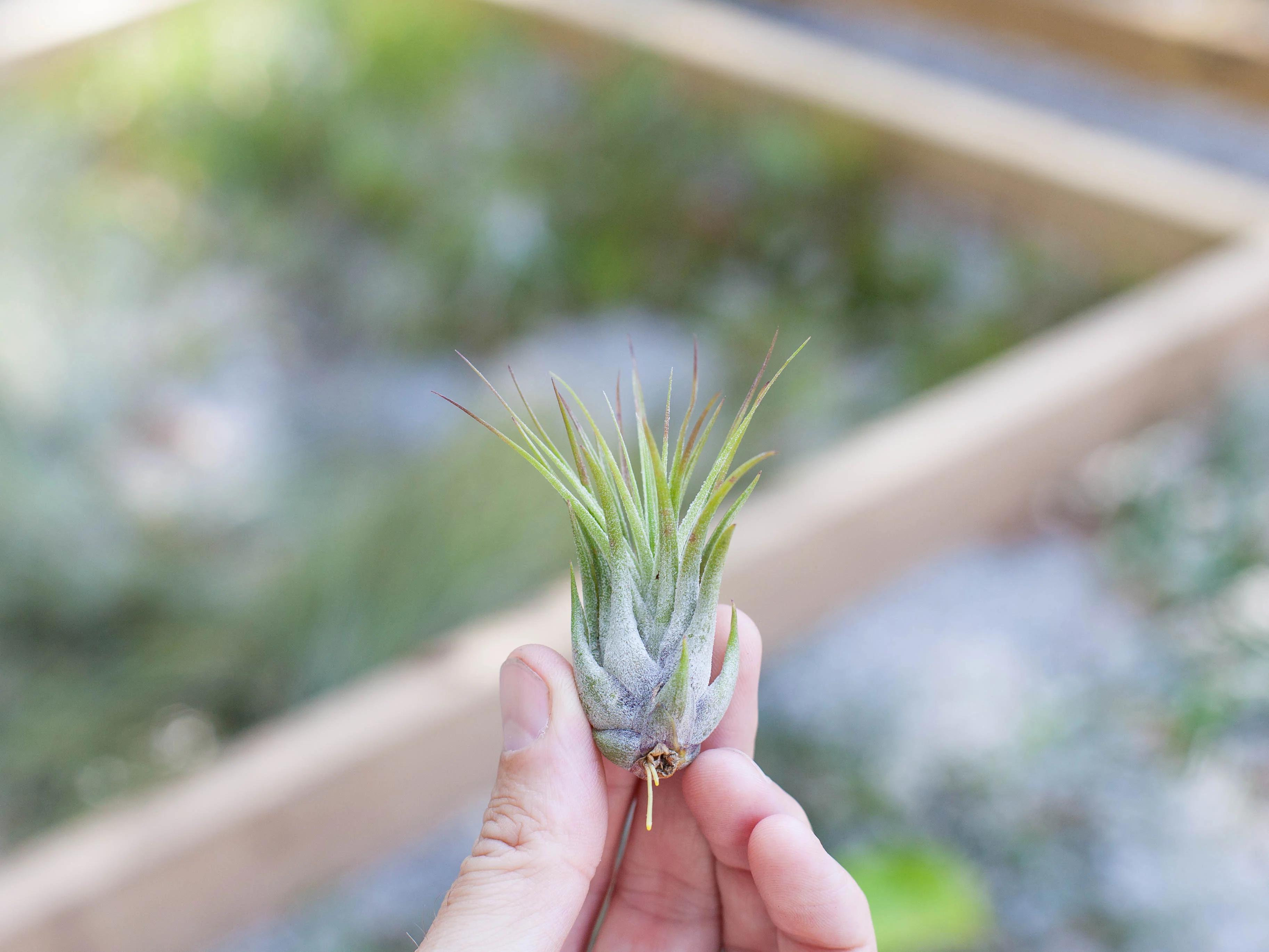 Pink Sea Urchin with Tillandsia Air Plant Kit - Image 5