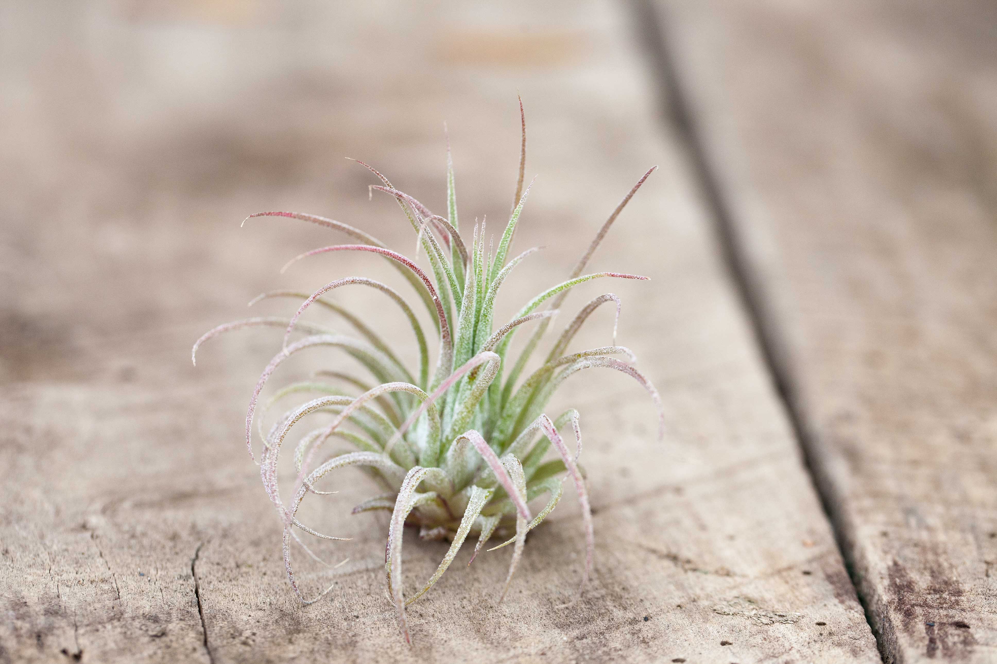 Pink Sea Urchin with Tillandsia Air Plant Kit - Image 6