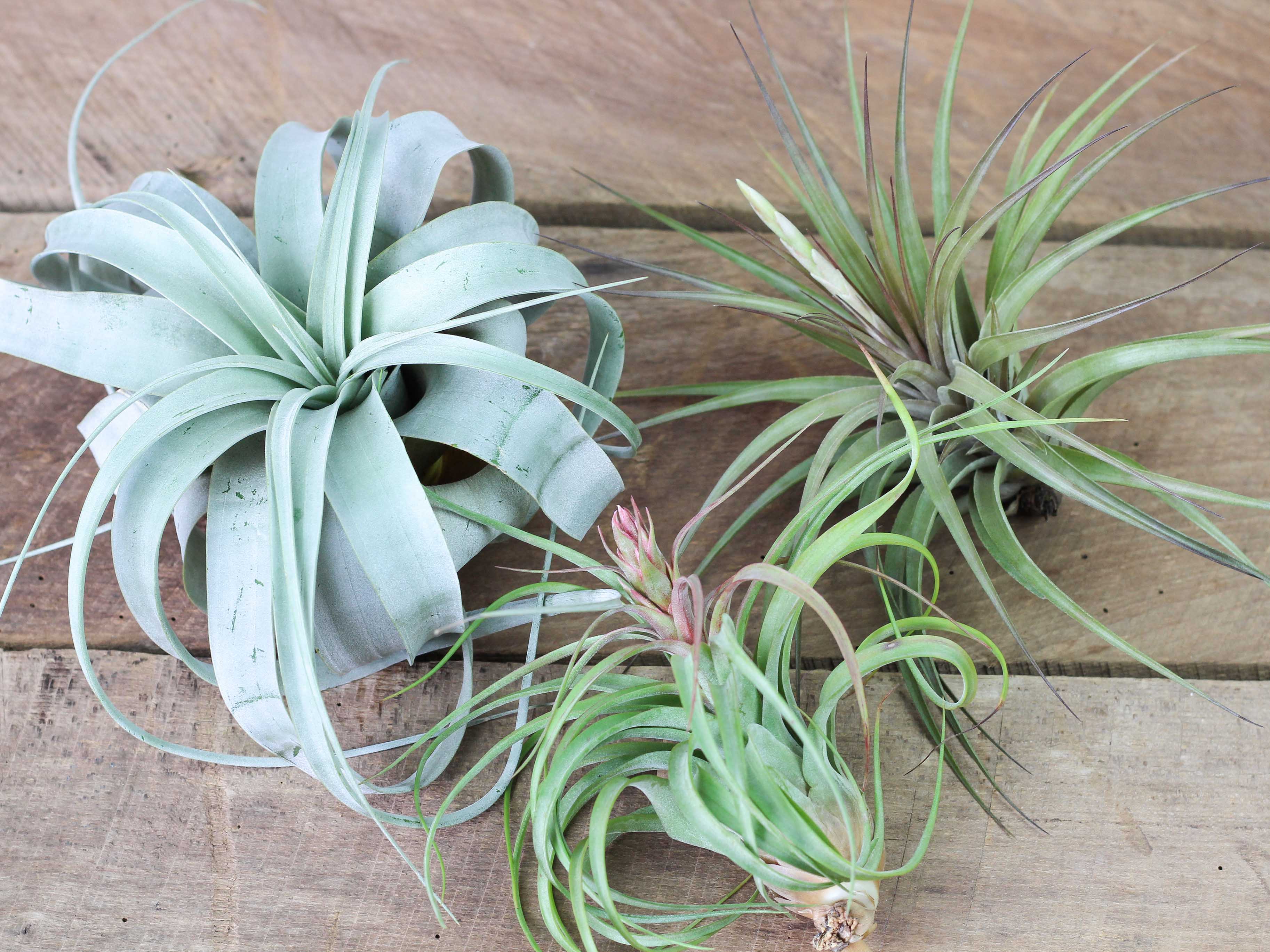Premium Trio Tillandsia Air Plant Collection I