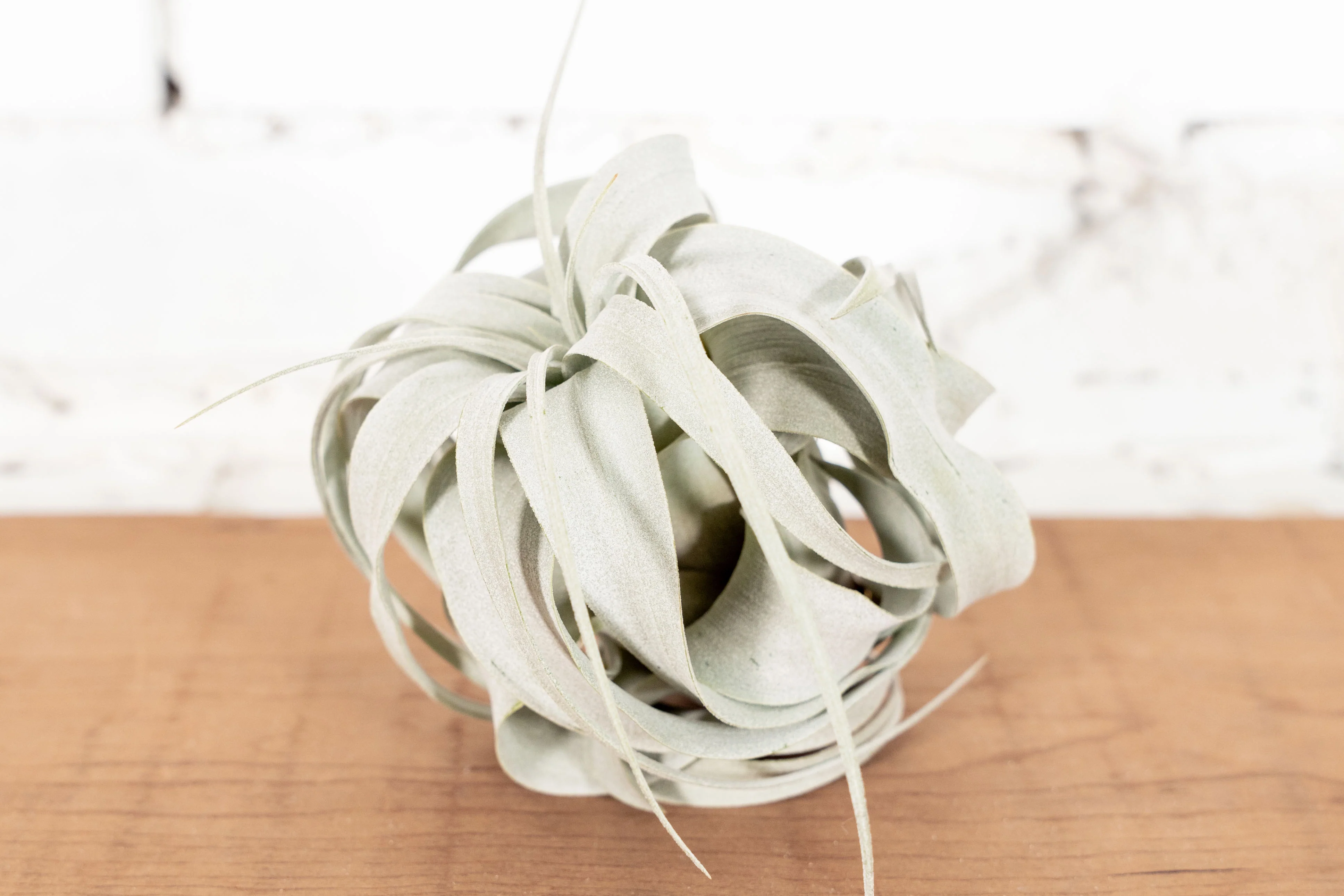 Premium Trio Tillandsia Air Plant Collection II - Image 3