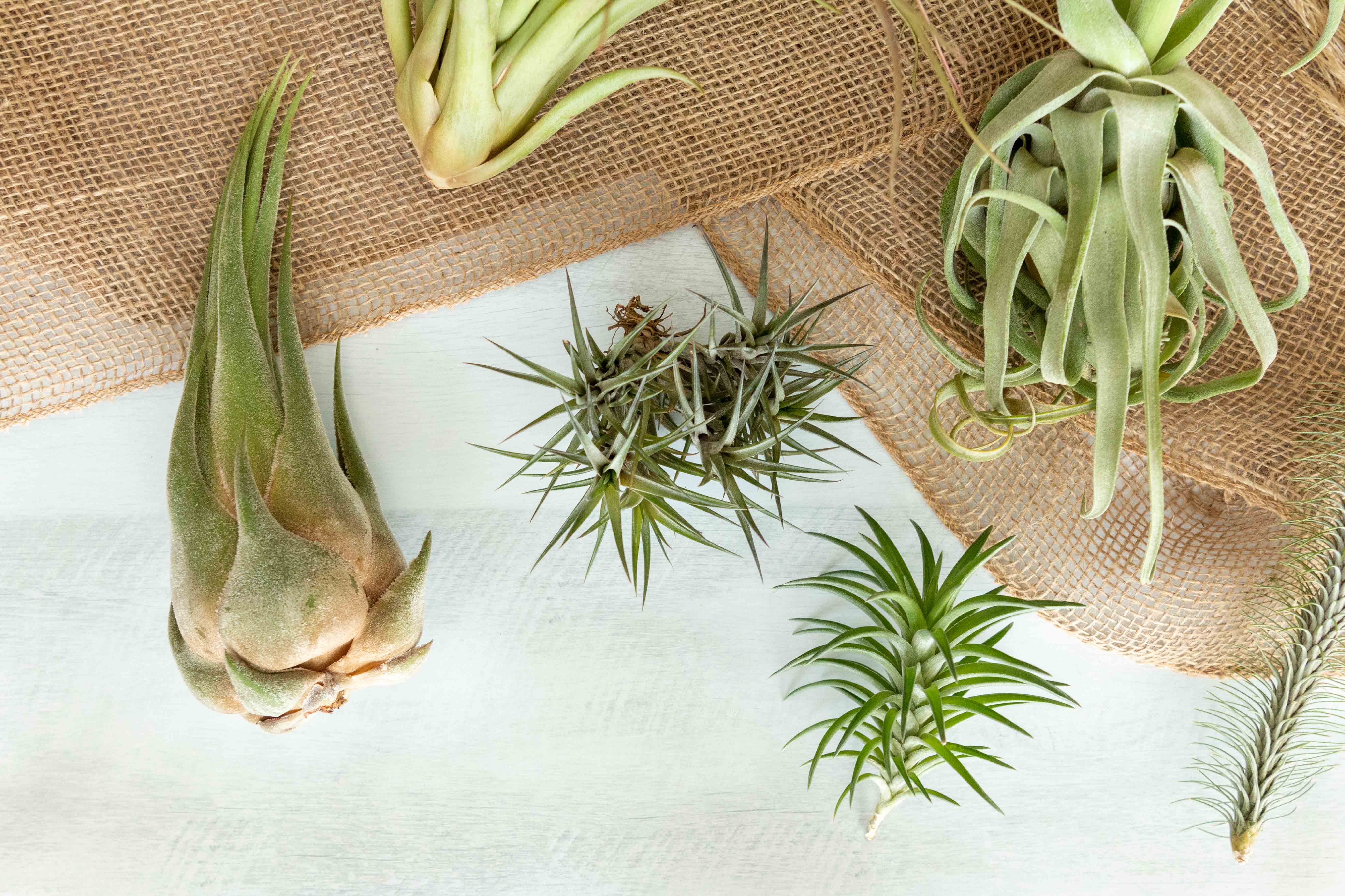 Air Plant Club - $30 Monthly Premium Subscription Box - Image 4