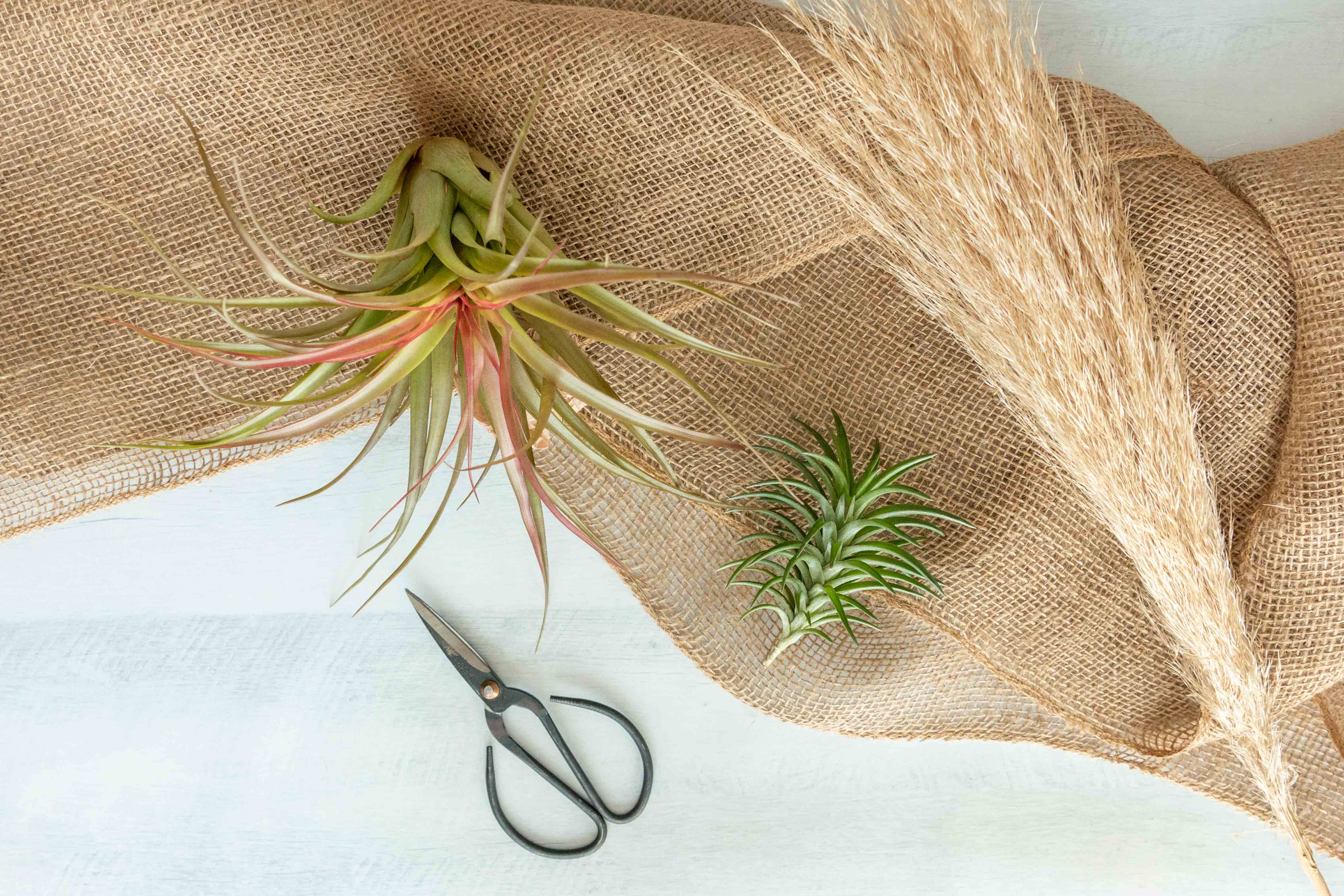 Air Plant Club - $30 Monthly Premium Subscription Box - Image 5