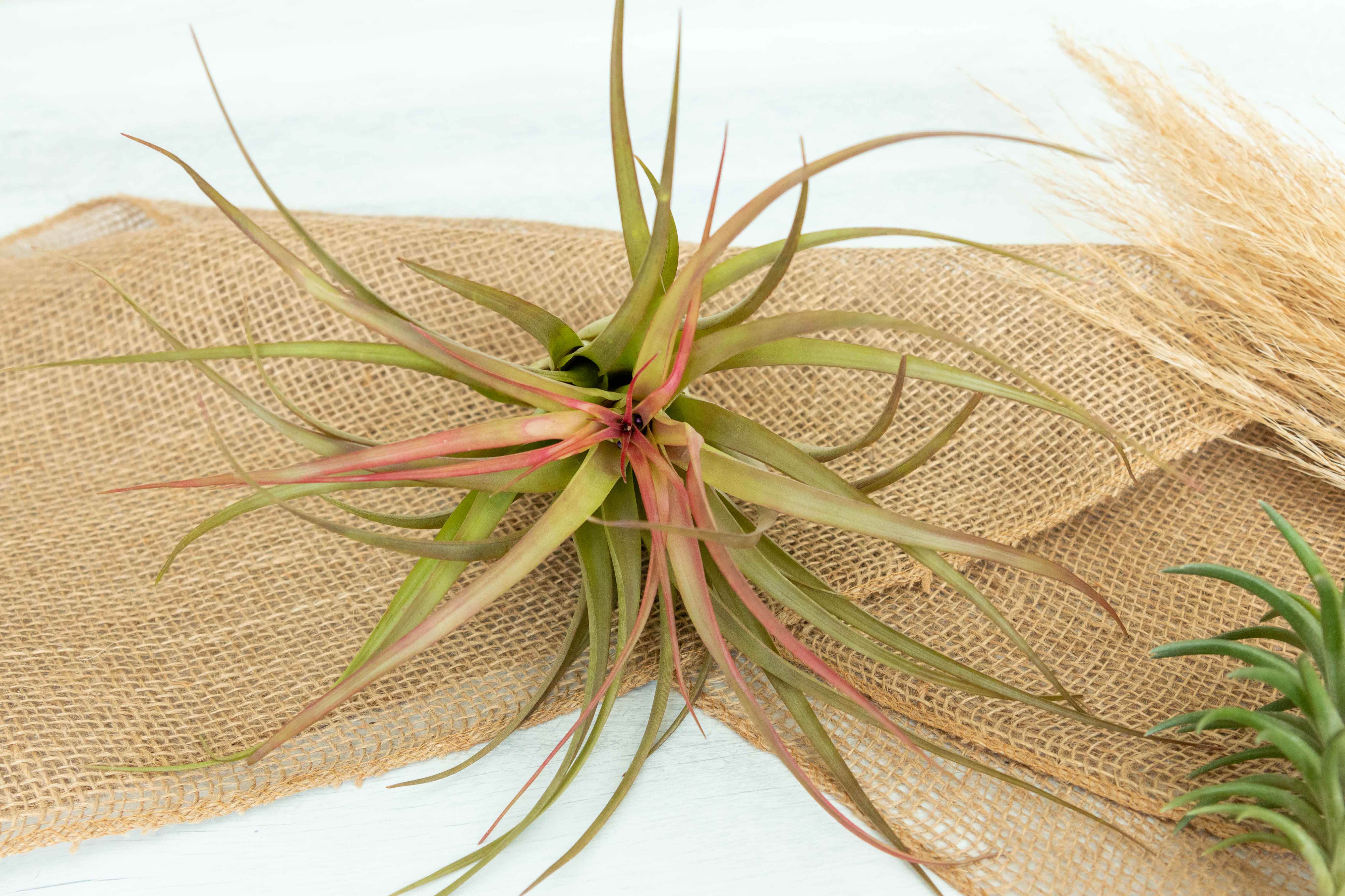 Air Plant Club - $30 Monthly Premium Subscription Box - Image 6