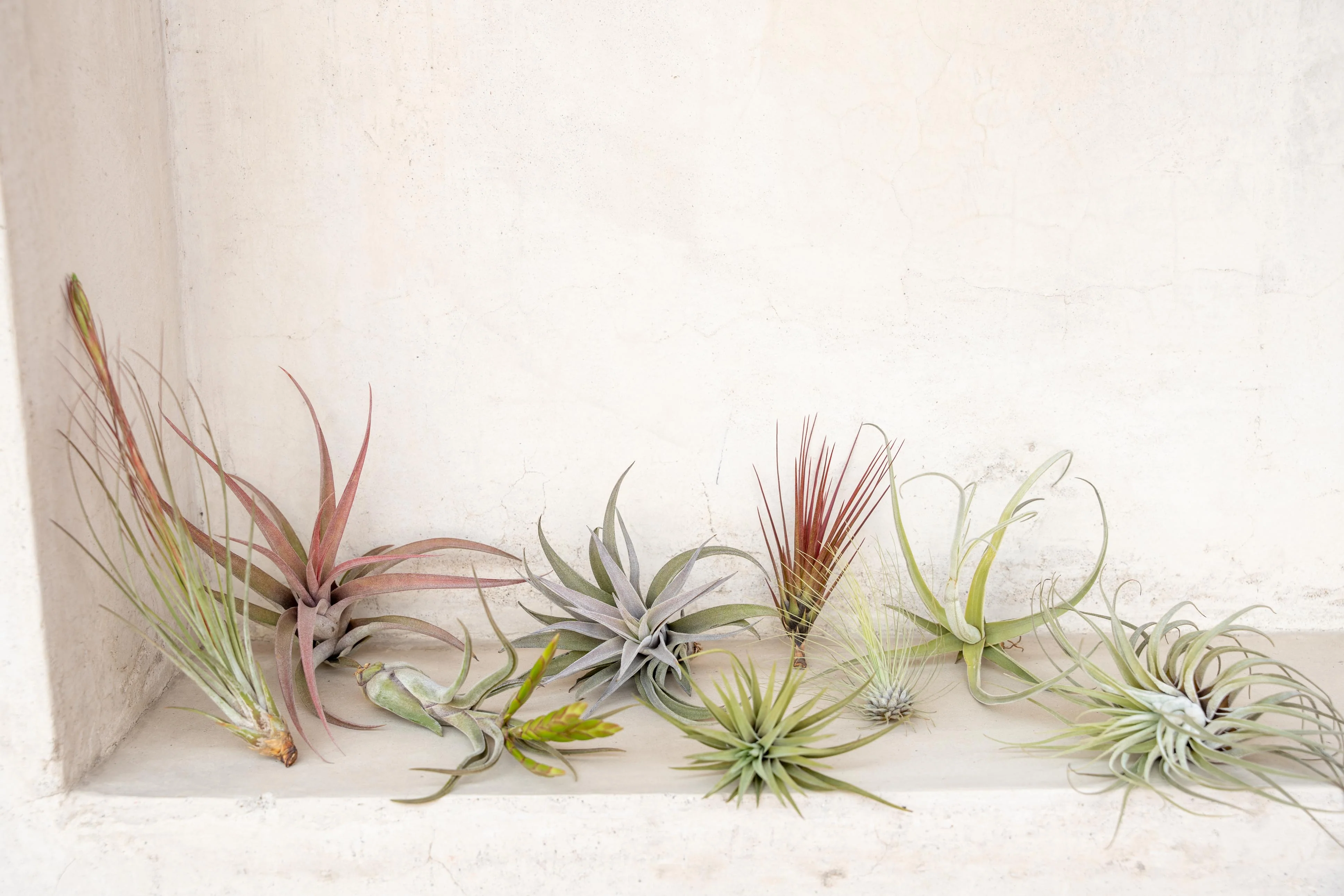 Premium Tillandsia Air Plant Kit of 10 or 20 Assorted Tillandsias - Image 3
