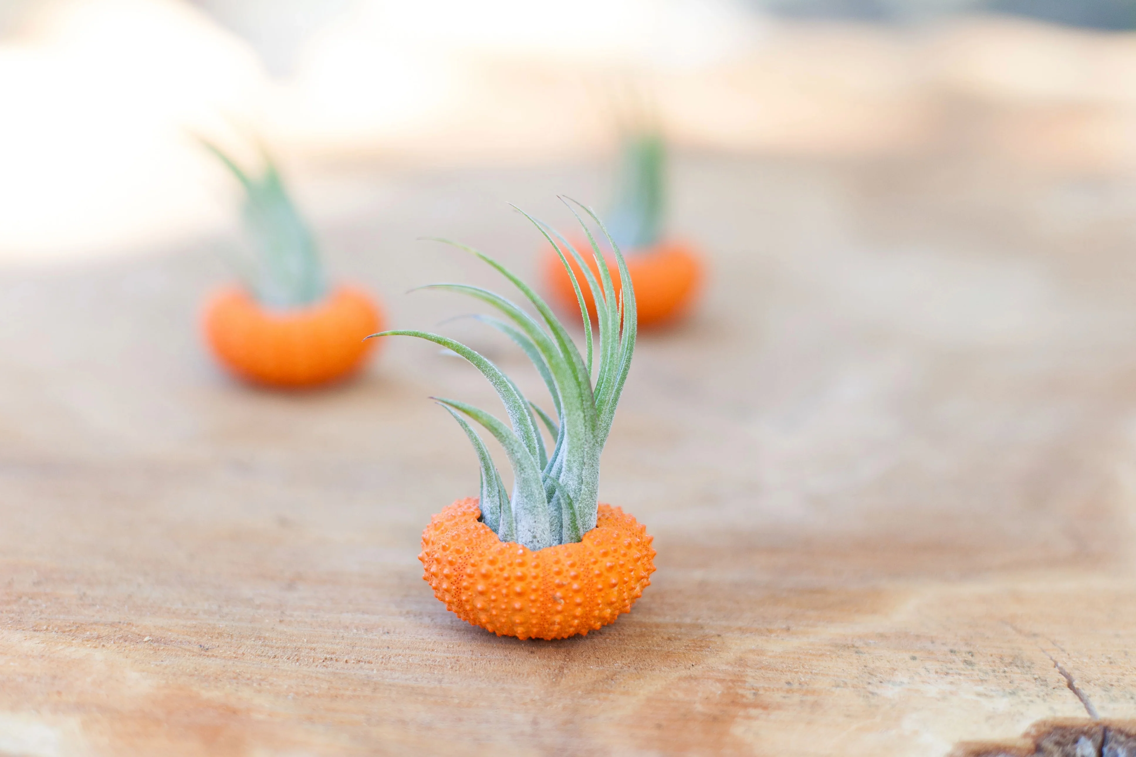 Halloween Pumpkin Sea Urchin Trio with Tillandsia Ionantha