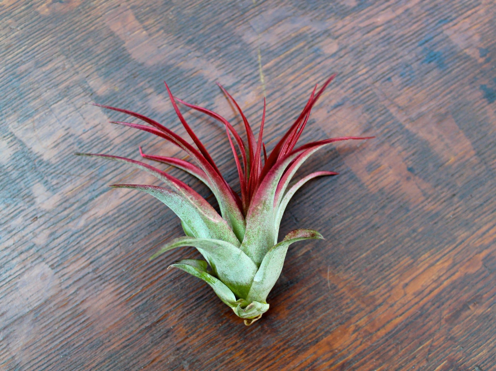 Tillandsia Red Abdita Brachycaulos - Image 3