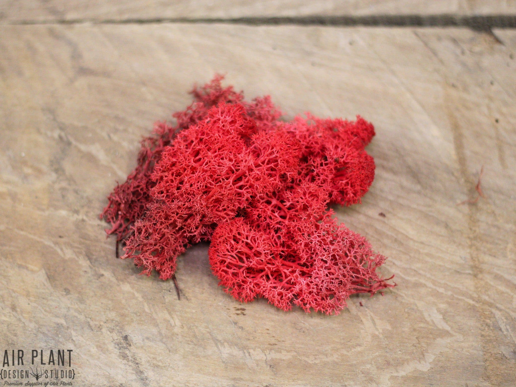 Red Pod with Assorted Tillandsia Air Plant and Custom Reindeer Moss - Image 4