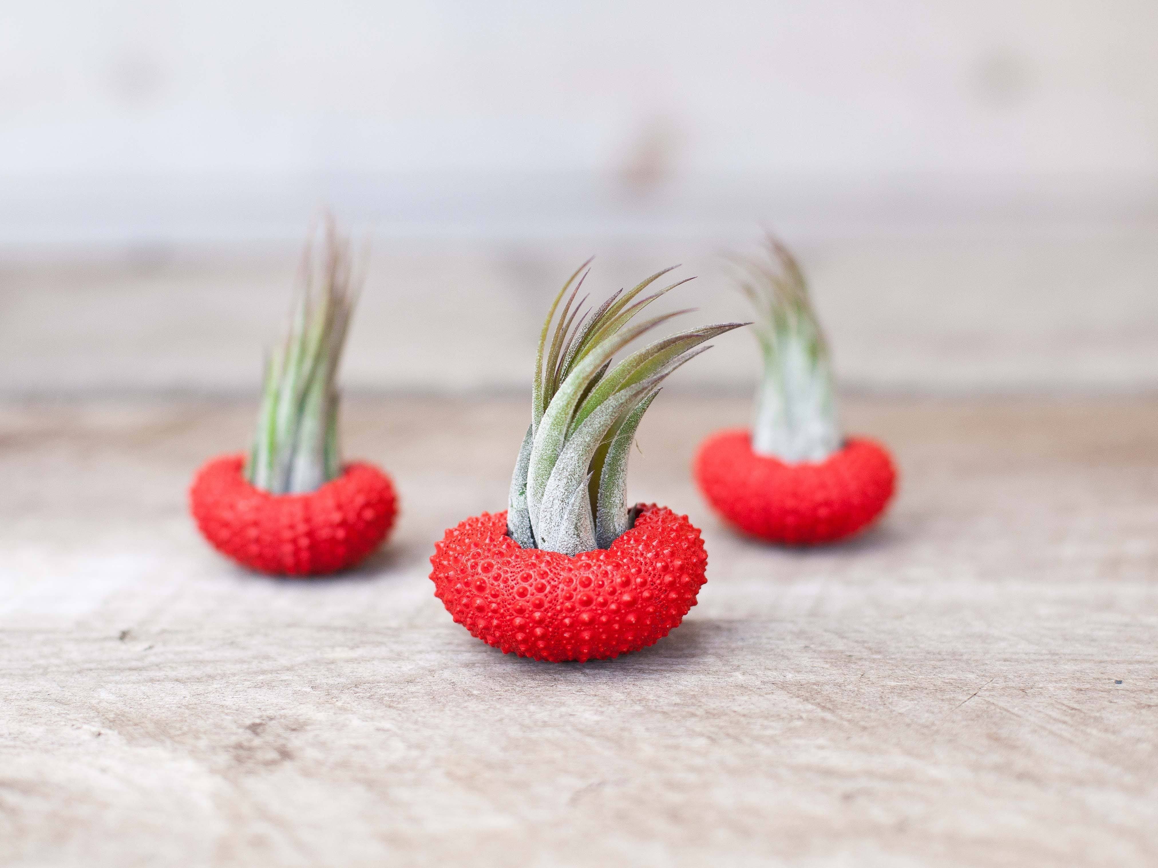 Red Beauty Sea Urchin Trio with Tillandsia Ionantha
