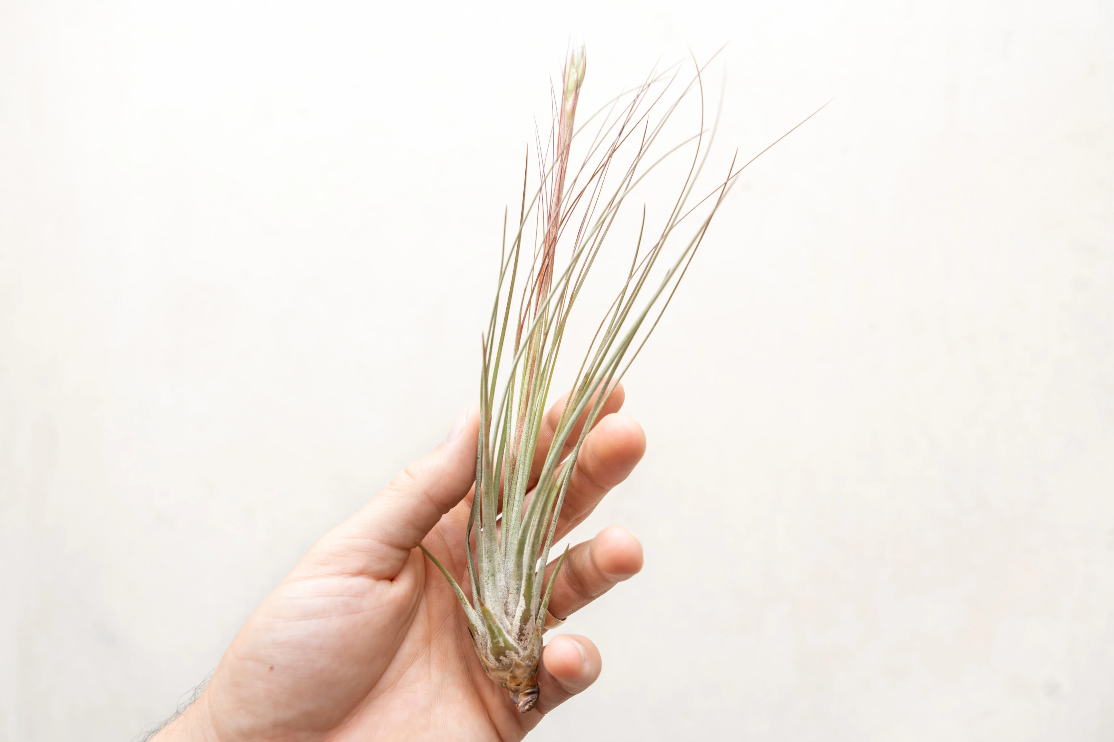 Tillandsia Juncea Air Plant - Image 3