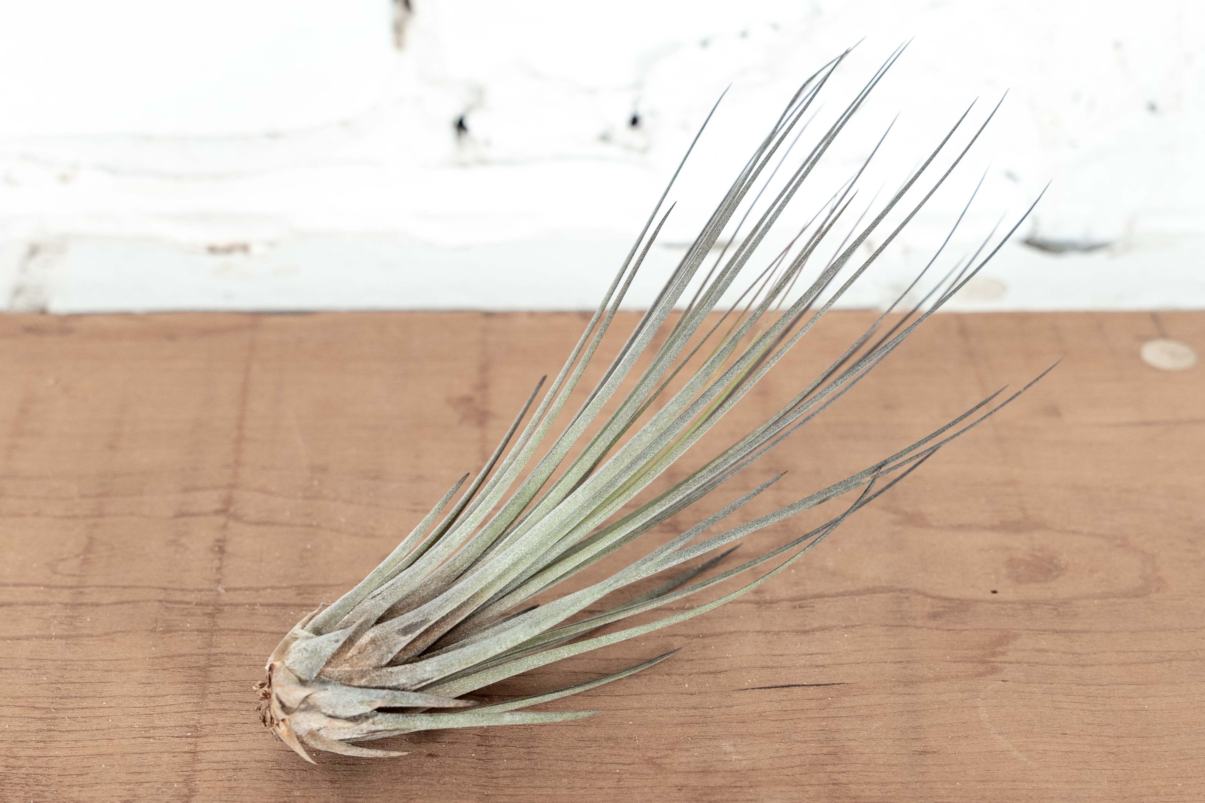 Tillandsia Juncea Air Plant - Image 4