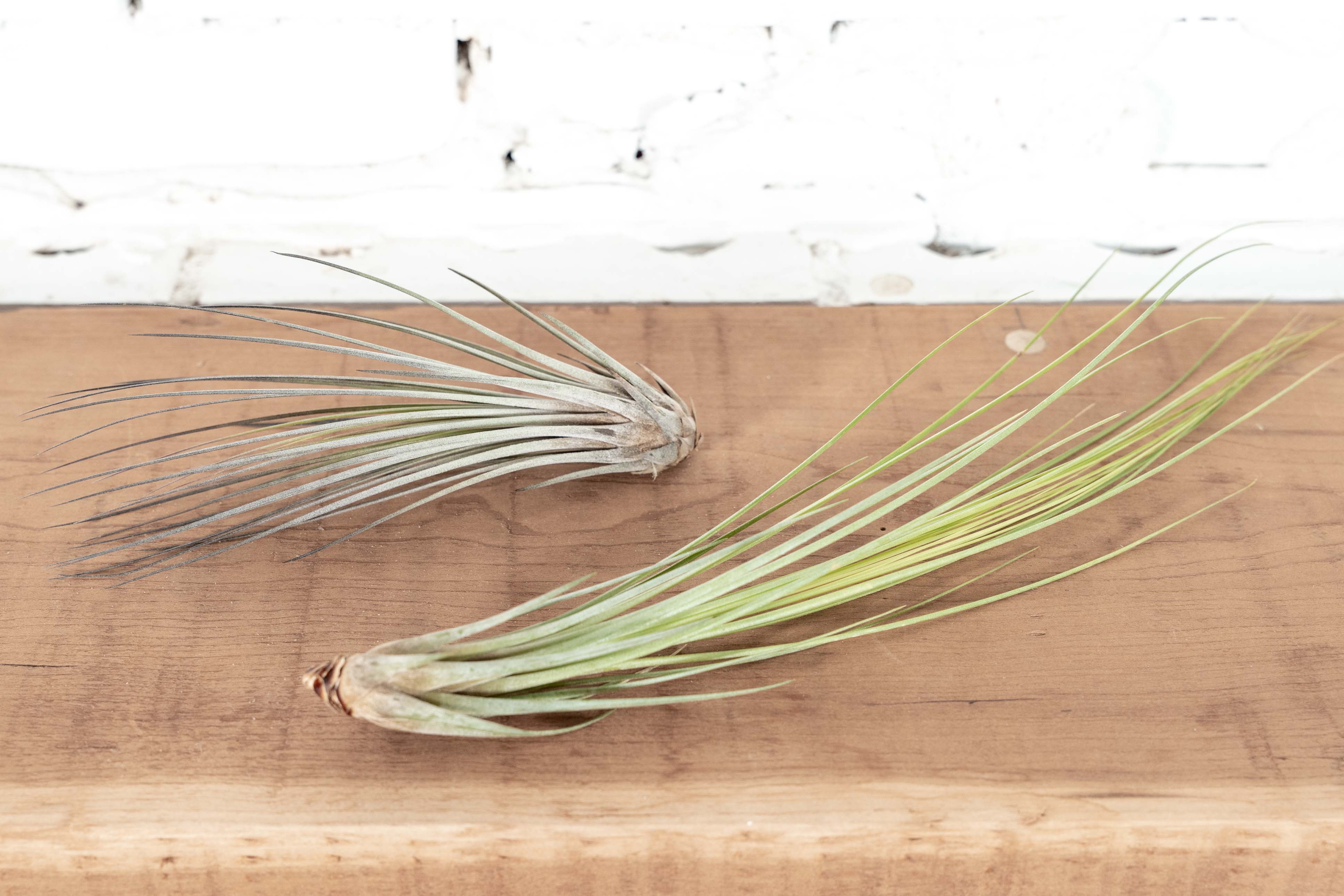 Tillandsia Juncea Air Plant - Image 6