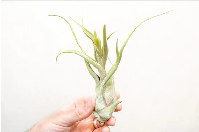 Sputnik Sea Urchin with Tillandsia Caput Medusae Air Plant - Image 2