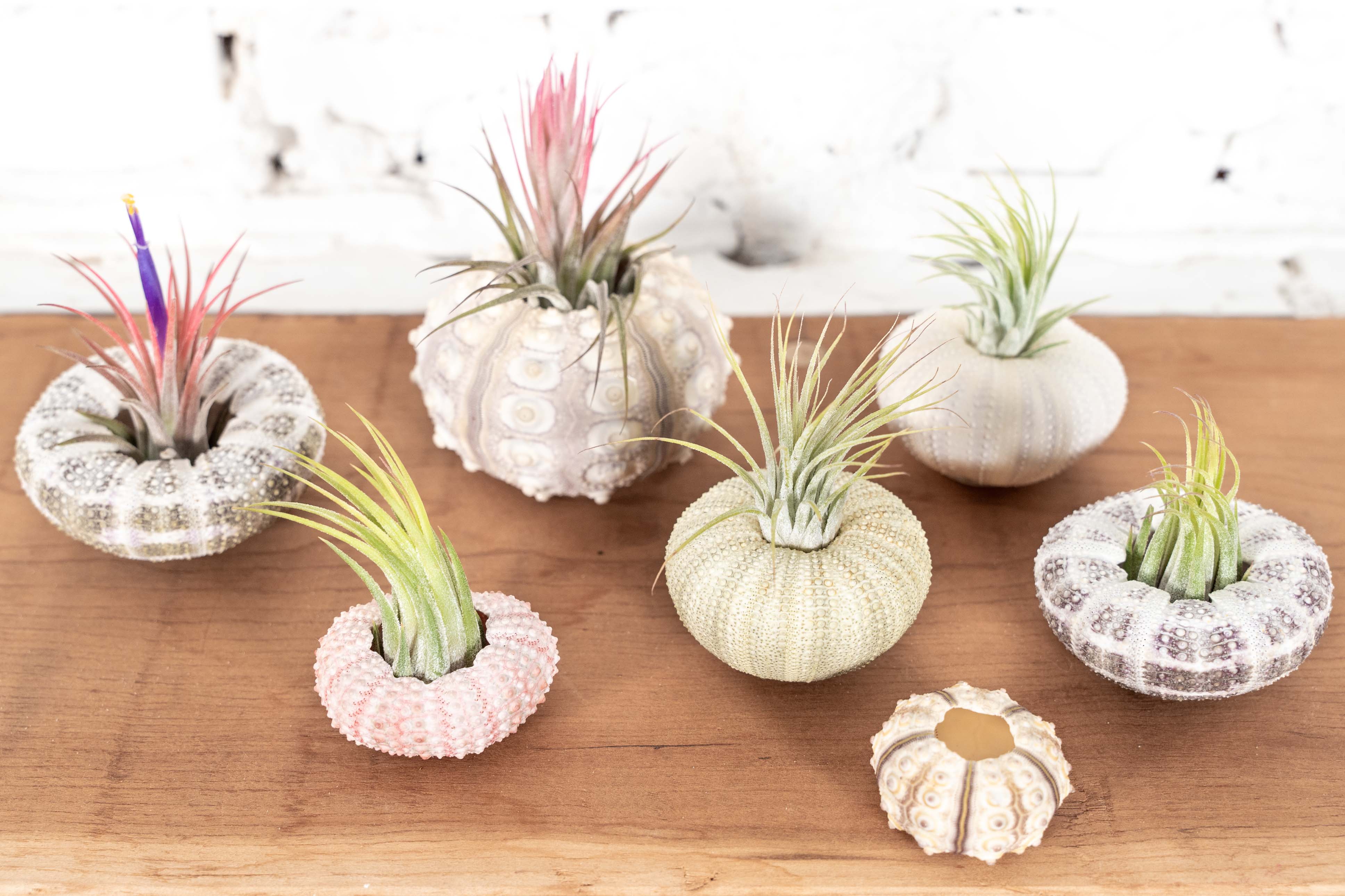 Sea Urchin Variety Kit with Tillandsia Air Plant