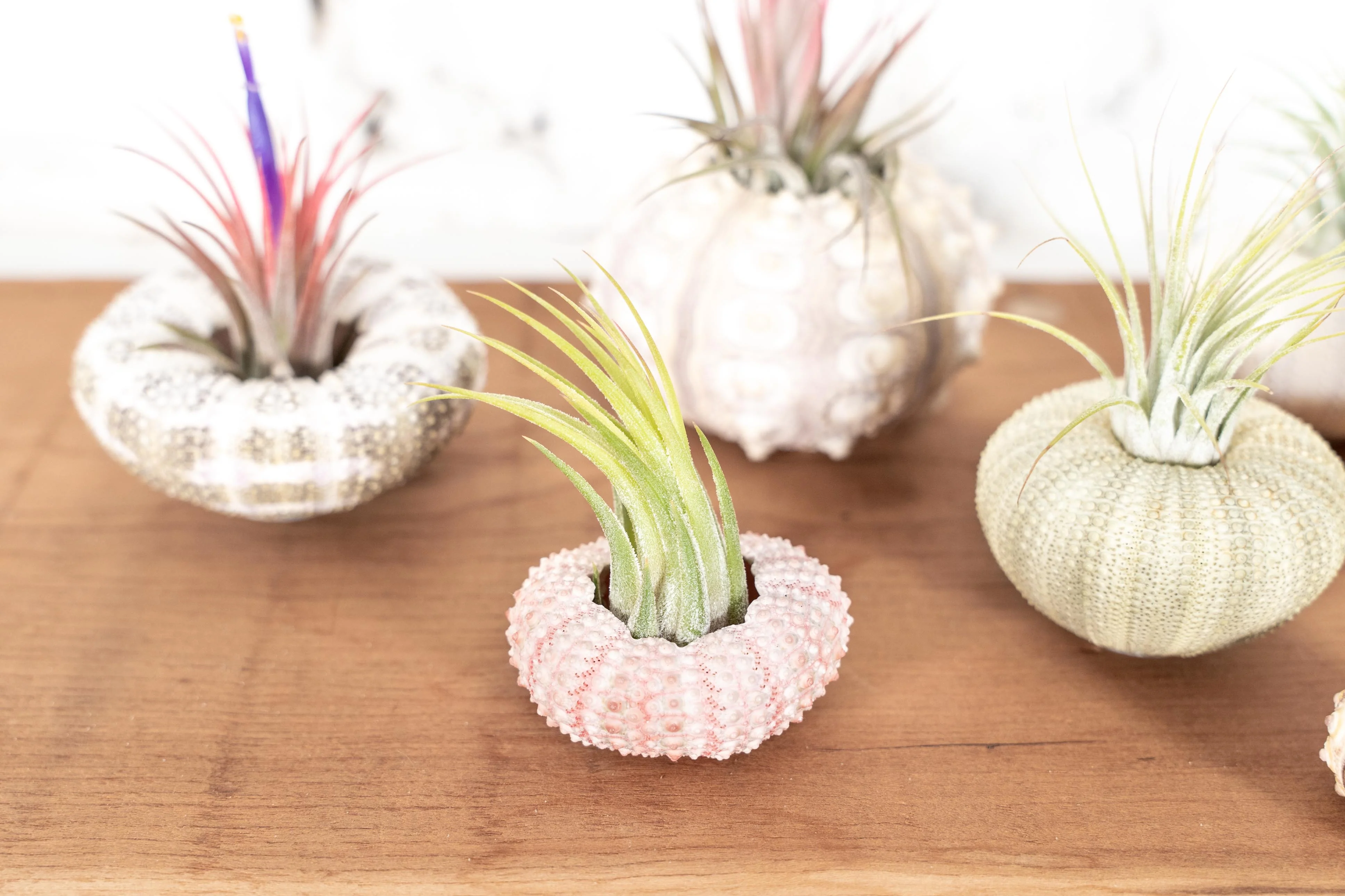 Sea Urchin Variety Kit with Tillandsia Air Plant - Image 3