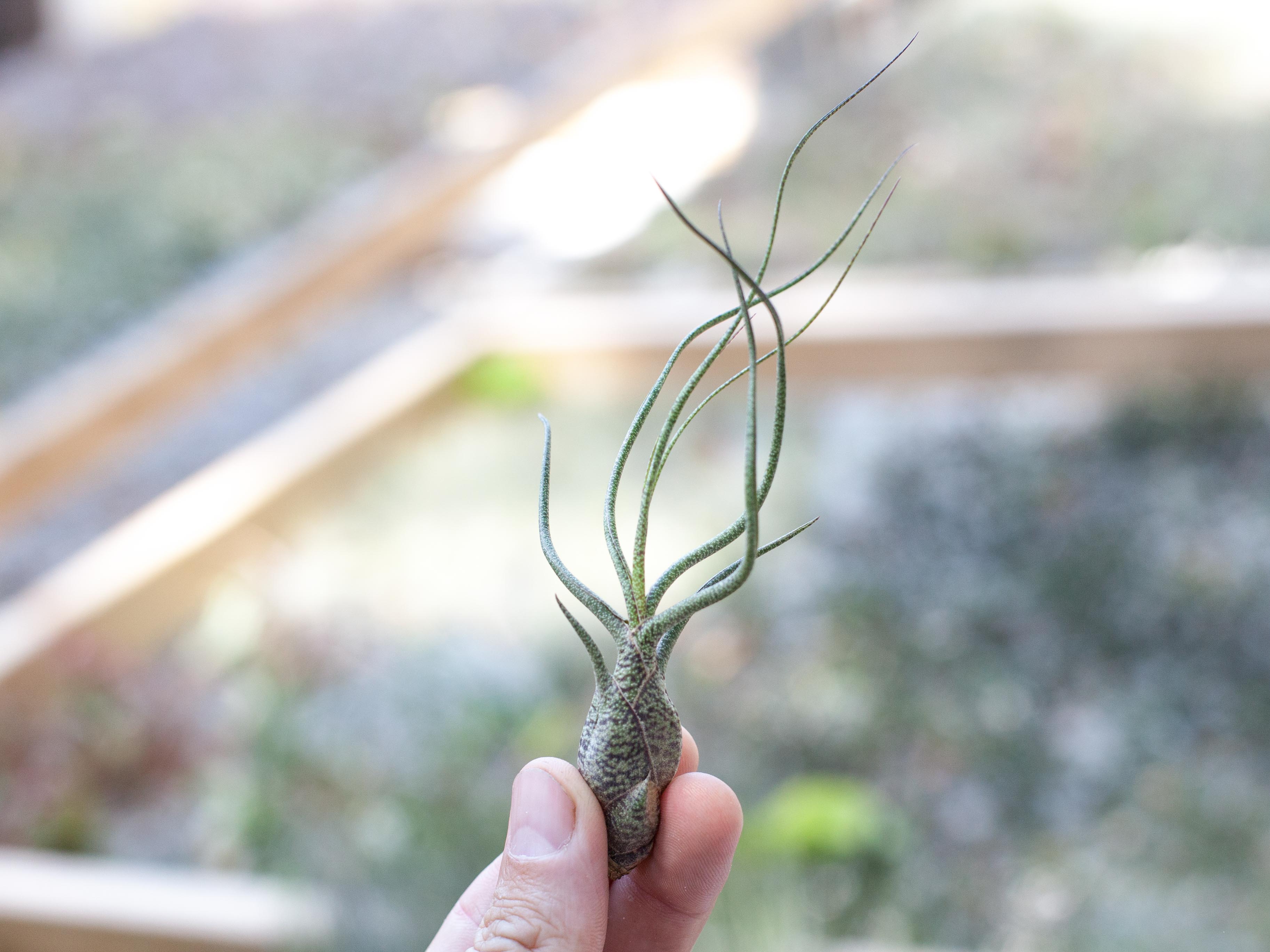 Seascape Terrarium with Tillandsia Tenuifoila and Butzii - Image 4