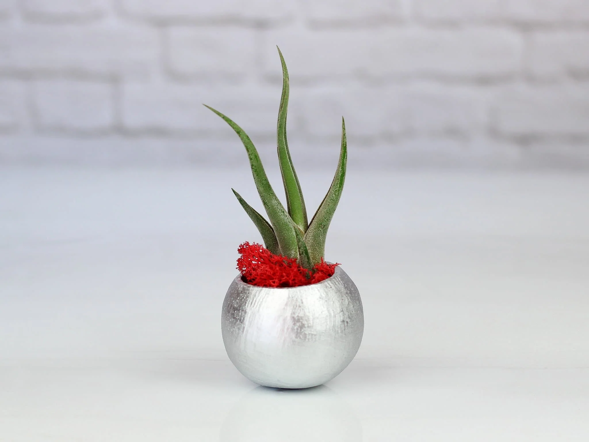 Metallic Silver Pod with Custom Tillandsia Air Plant and Renideer Moss