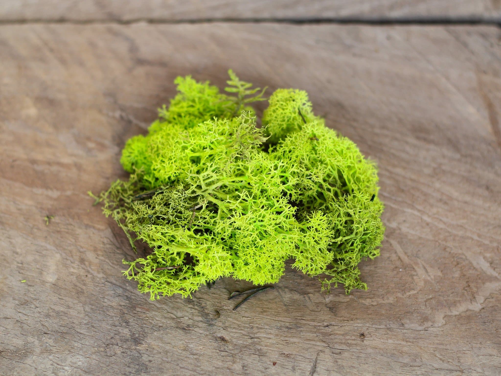 Metallic Silver Pod with Custom Tillandsia Air Plant and Renideer Moss - Image 5