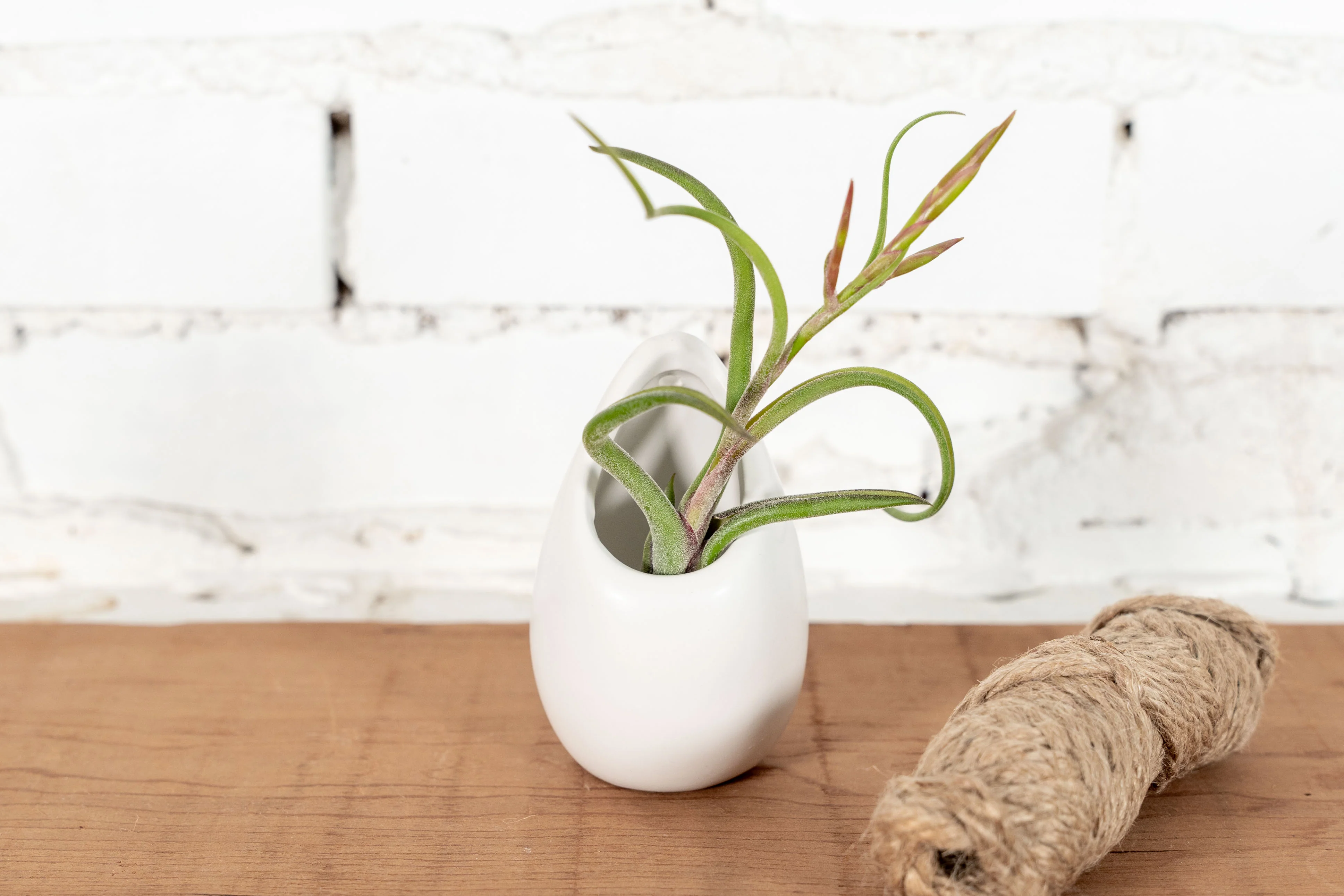 Small Ivory Ceramic Hanging Planter with Assorted Tillandsia Air Plant