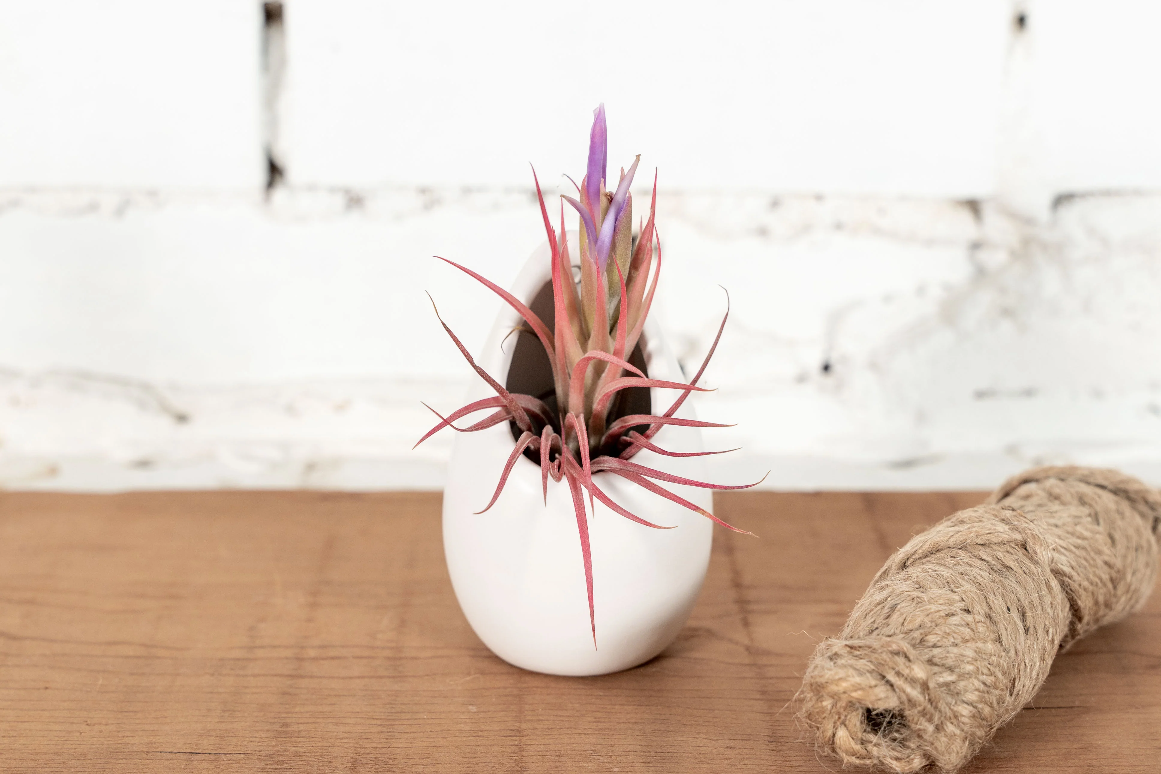 Small Ivory Ceramic Hanging Planter with Assorted Tillandsia Air Plant - Image 3