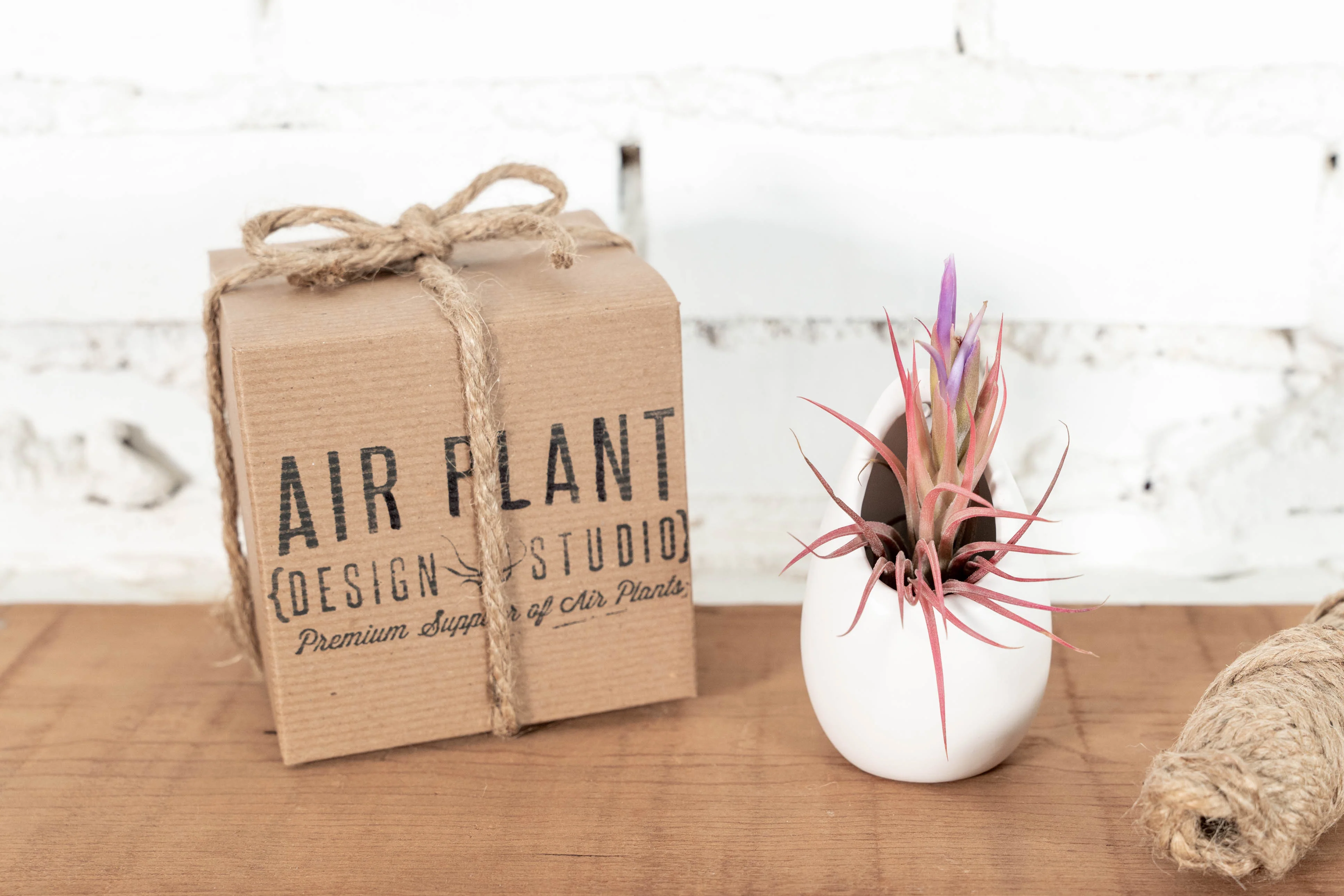 Small Ivory Ceramic Hanging Planter with Assorted Tillandsia Air Plant - Image 6