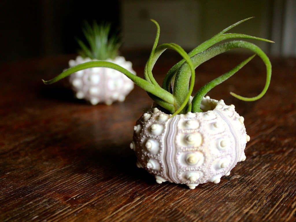 Sputnik Sea Urchin with Tillandsia Air Plant Duo Kit - Image 2