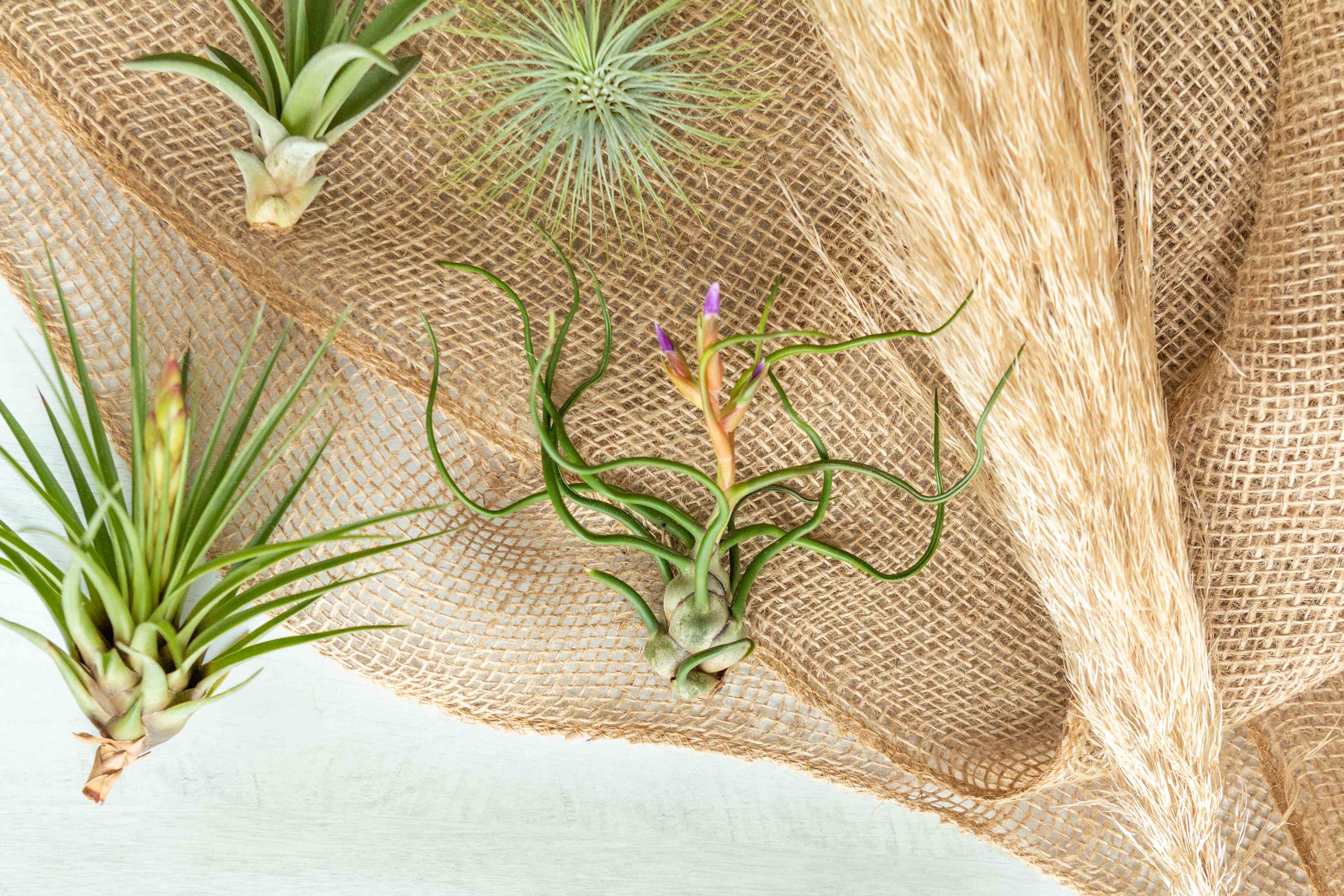 Air Plant Club - $18 Monthly Starter Subscription Box - Image 5