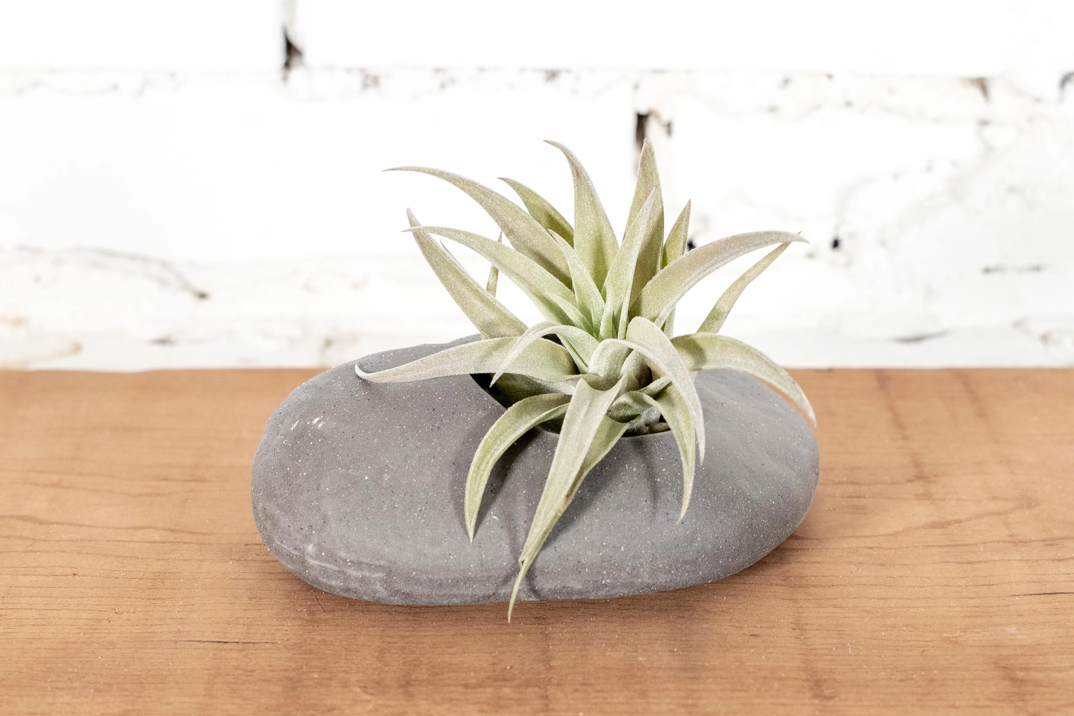 Gray Ceramic Stone Holder with Assorted Tillandsia Air Plant