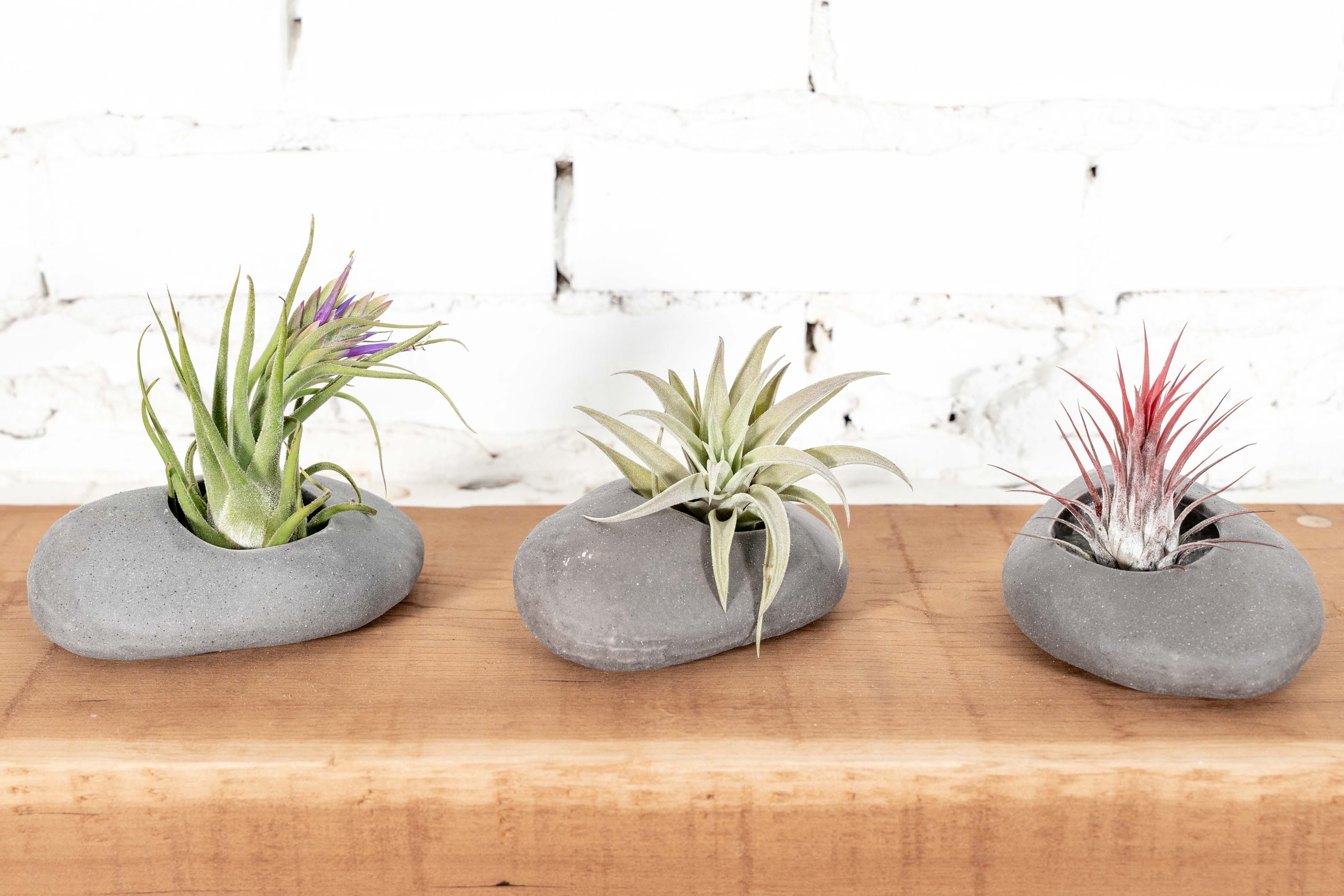 Gray Ceramic Stone Holder with Assorted Tillandsia Air Plant | Combo Packs