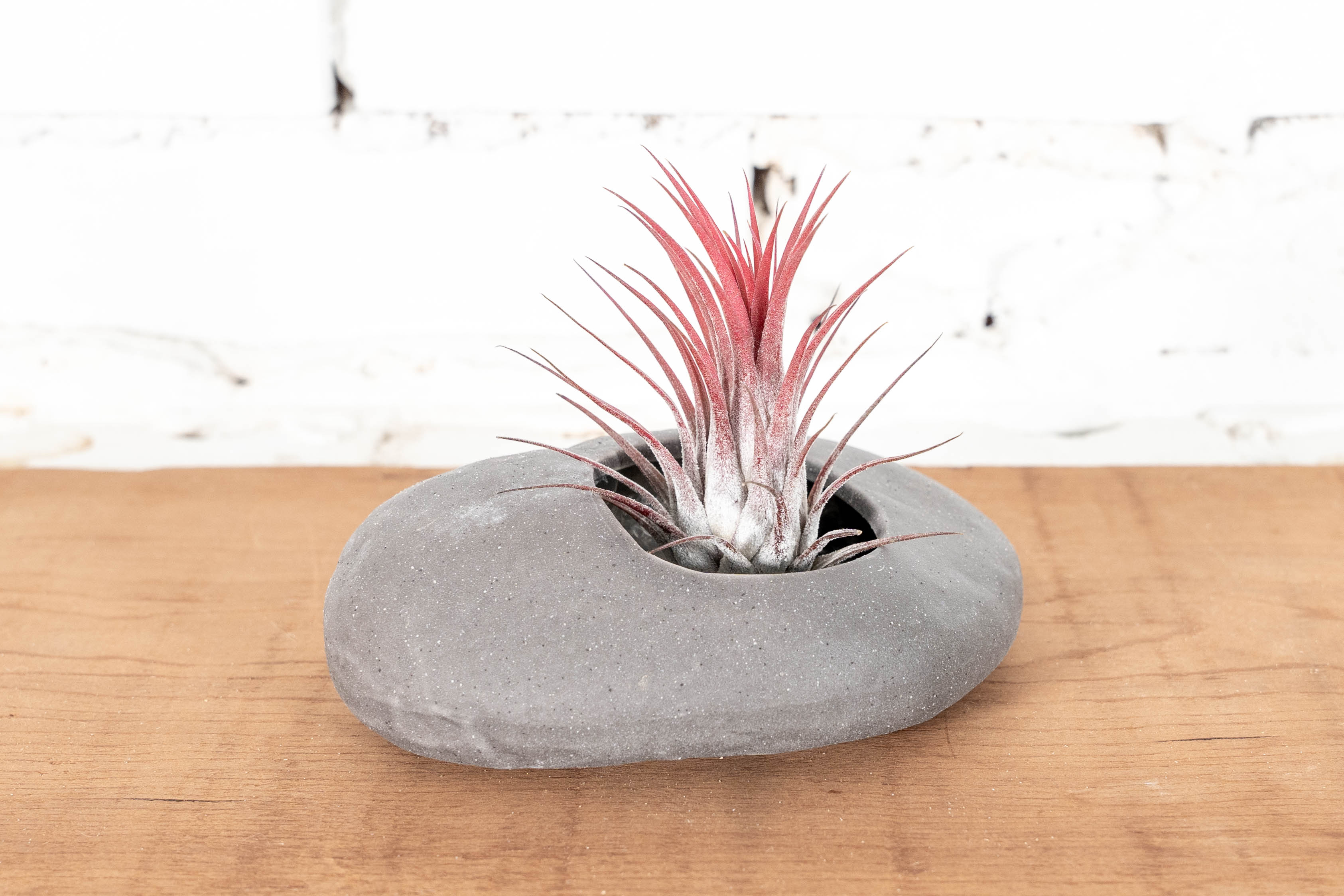 Gray Ceramic Stone Holder with Assorted Tillandsia Air Plant | Combo Packs - Image 3