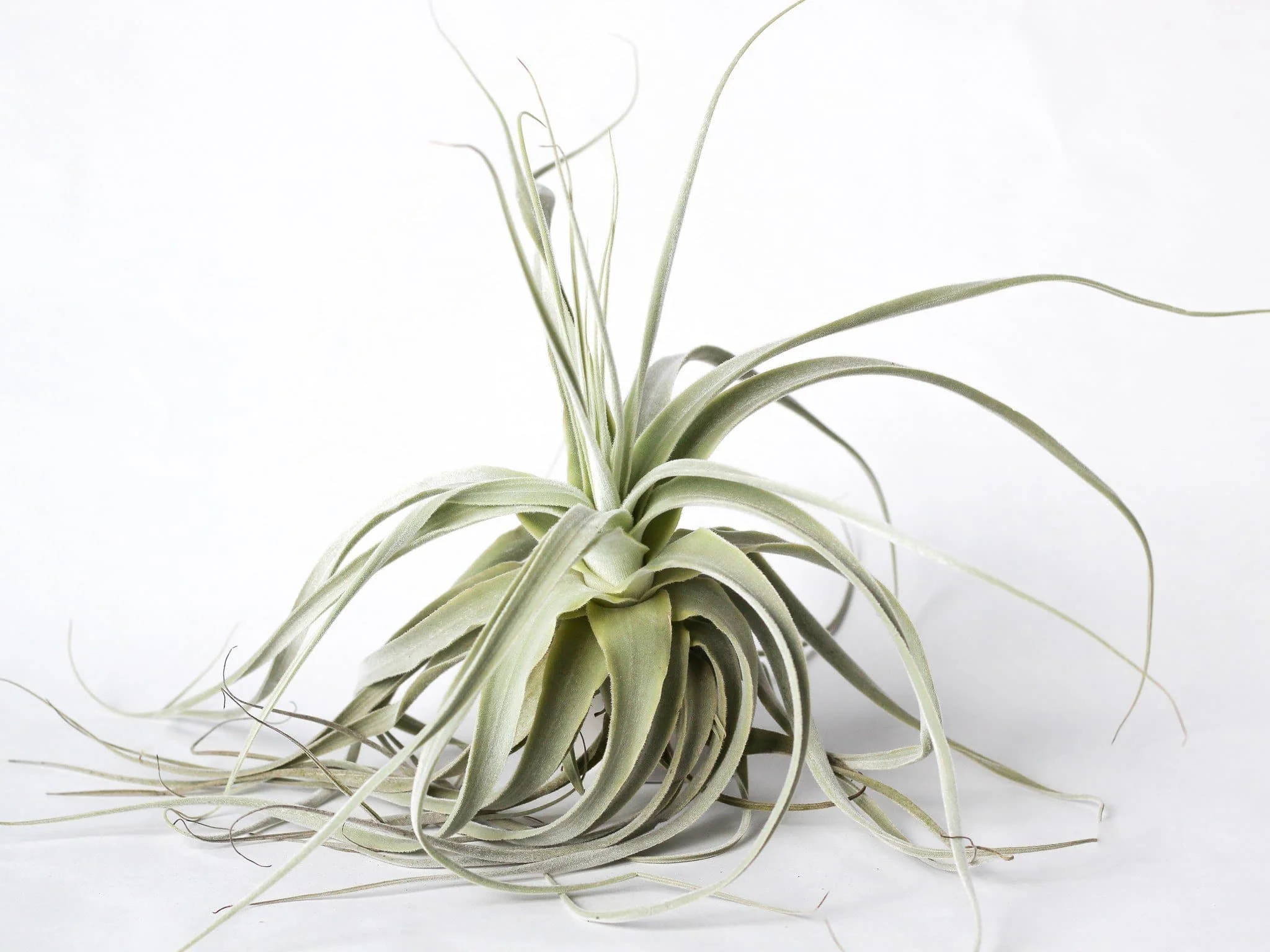 Tillandsia Straminea 'Thick Leaf' Air Plant