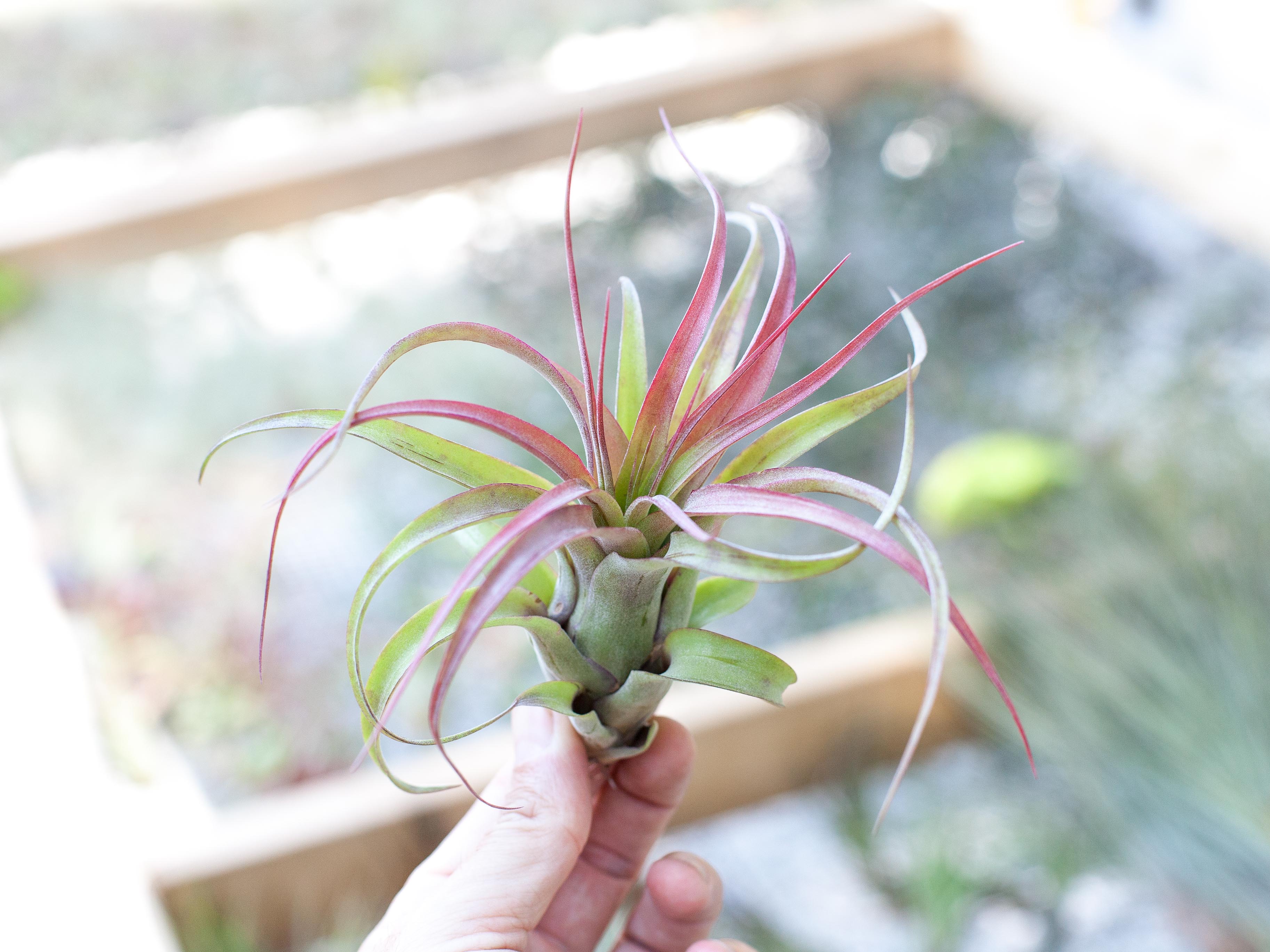 Tillandsia Streptophylla X Brachycaulos Hybrid Air Plant