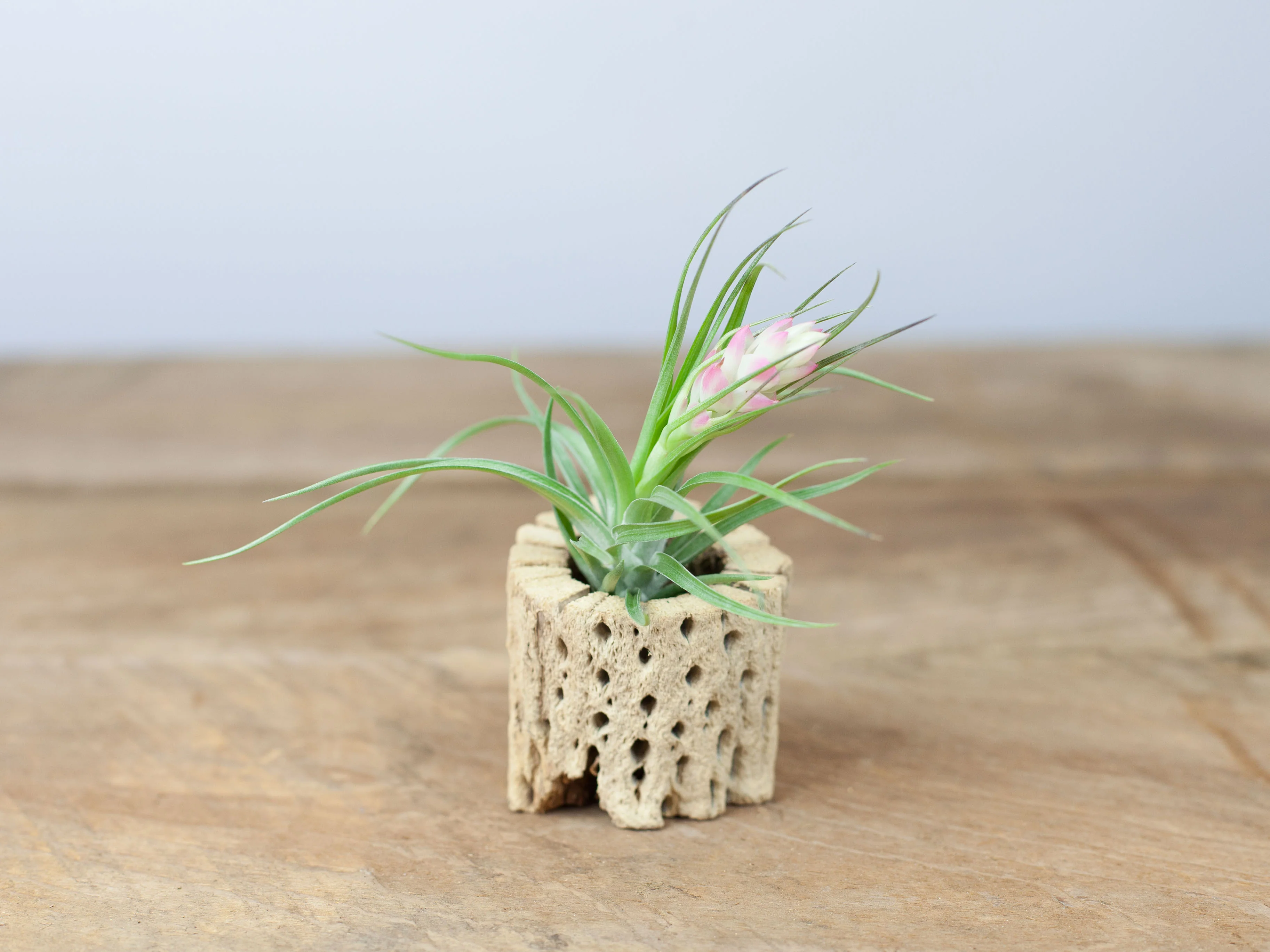 Tillandsia 'Hard' Stricta Air Plant - Image 3
