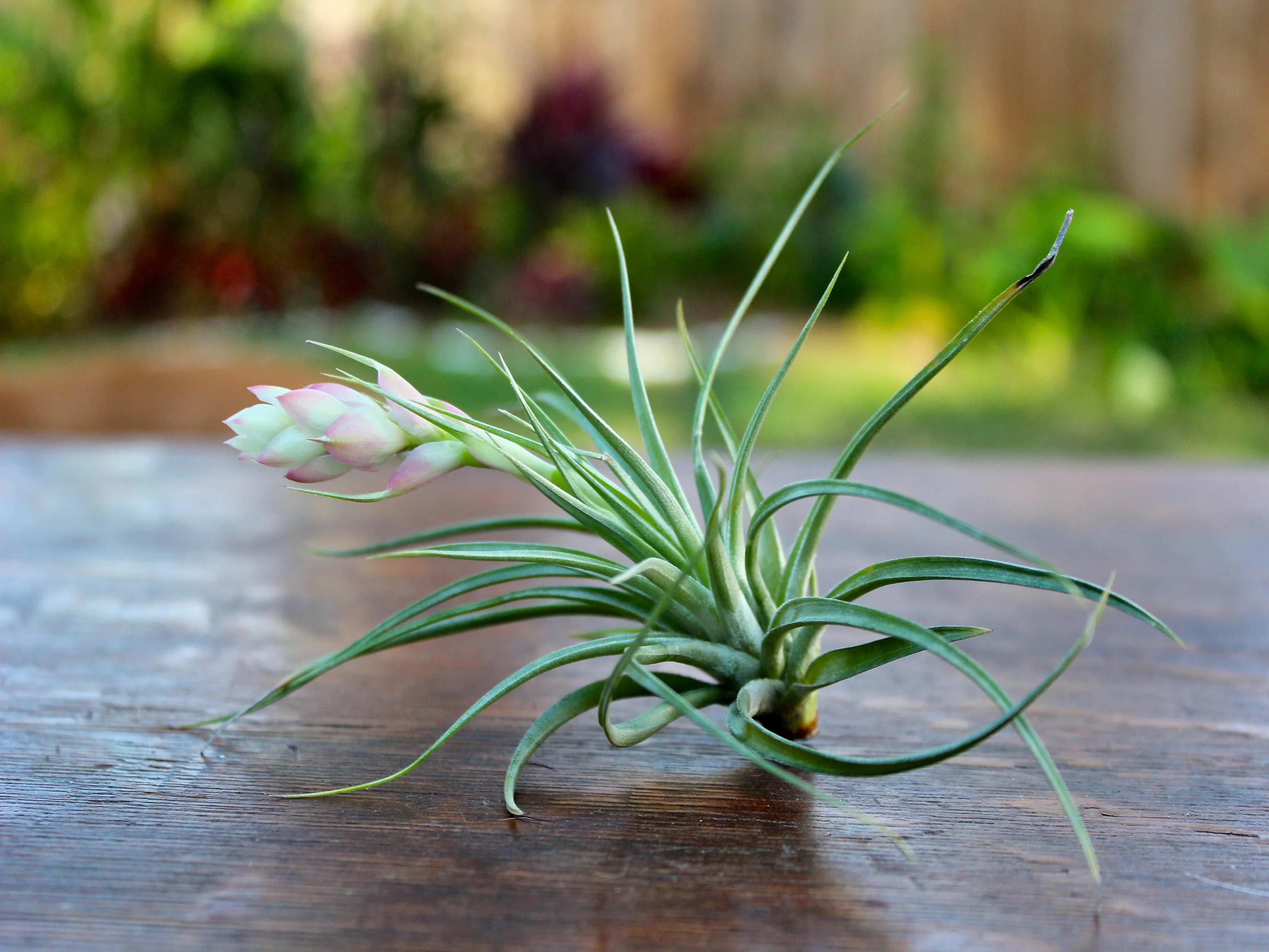 Tillandsia 'Hard' Stricta Air Plant - Image 4