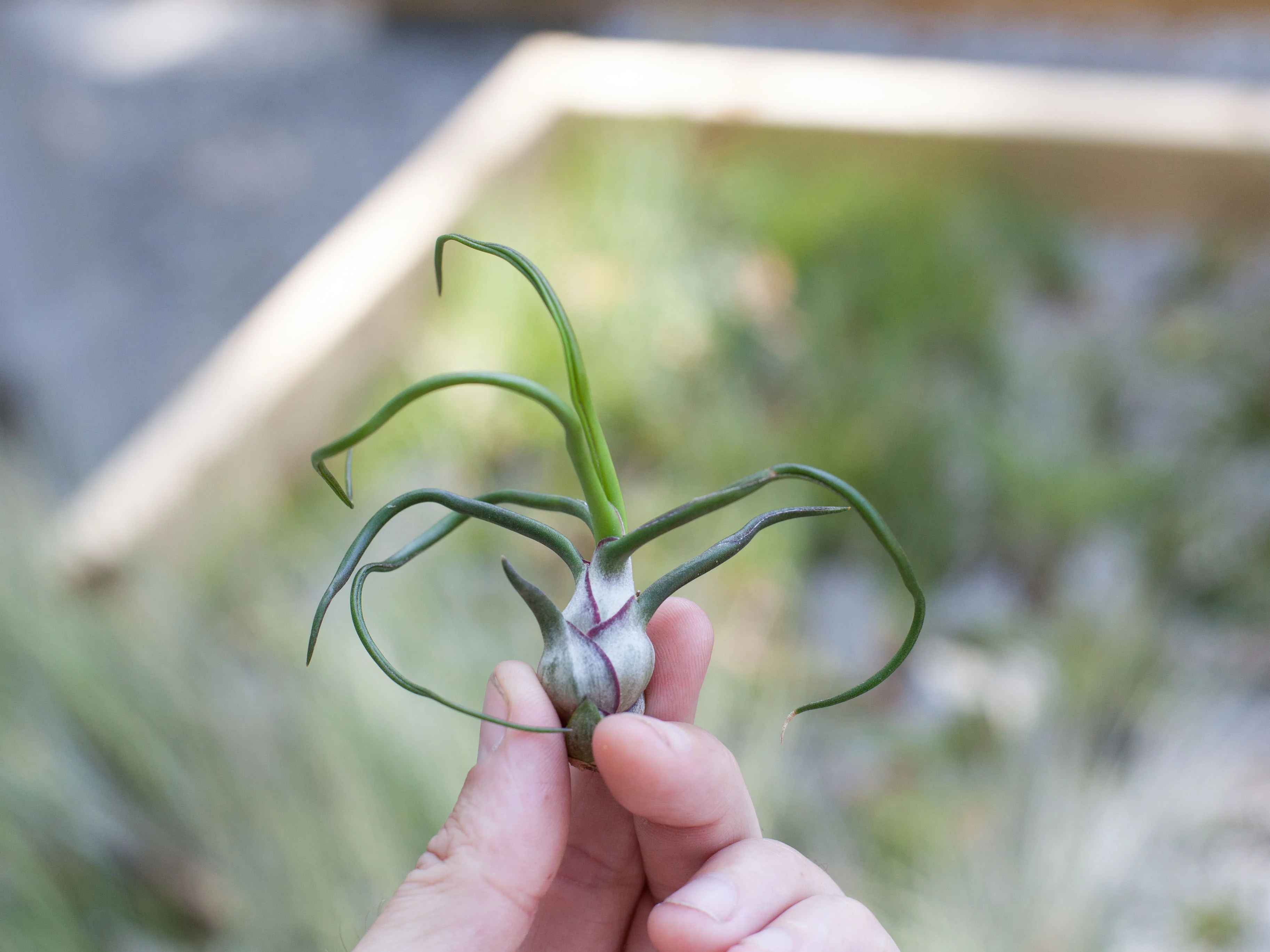 Crimson Terrarium with Tillandsia Bulbosa Guatemala - Image 2