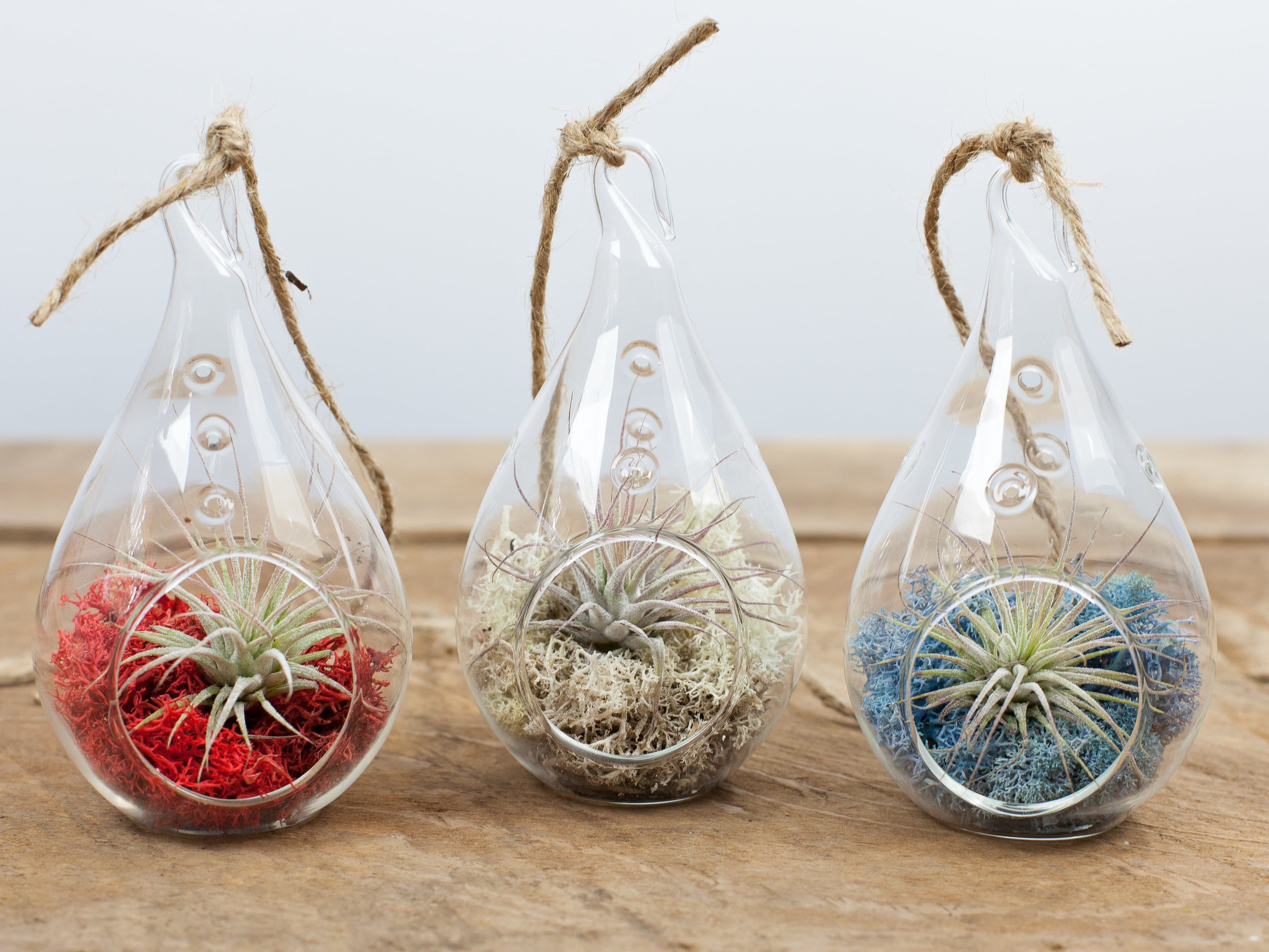 Teardrop Terrarium with Custom Reindeer Moss and Tillandsia Ionantha Air Plant