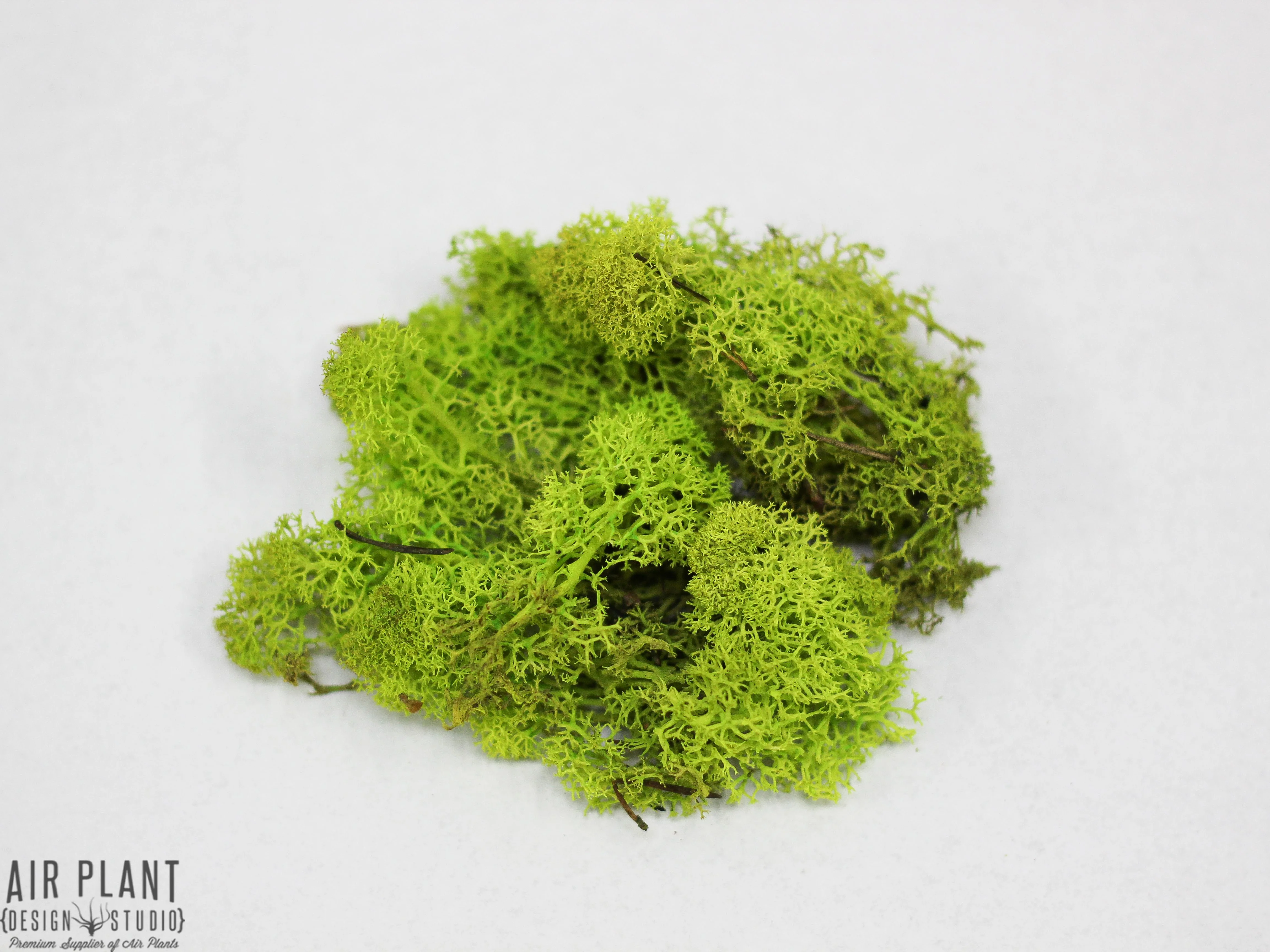 Teardrop Terrarium with Custom Reindeer Moss and Tillandsia Ionantha Air Plant - Image 4