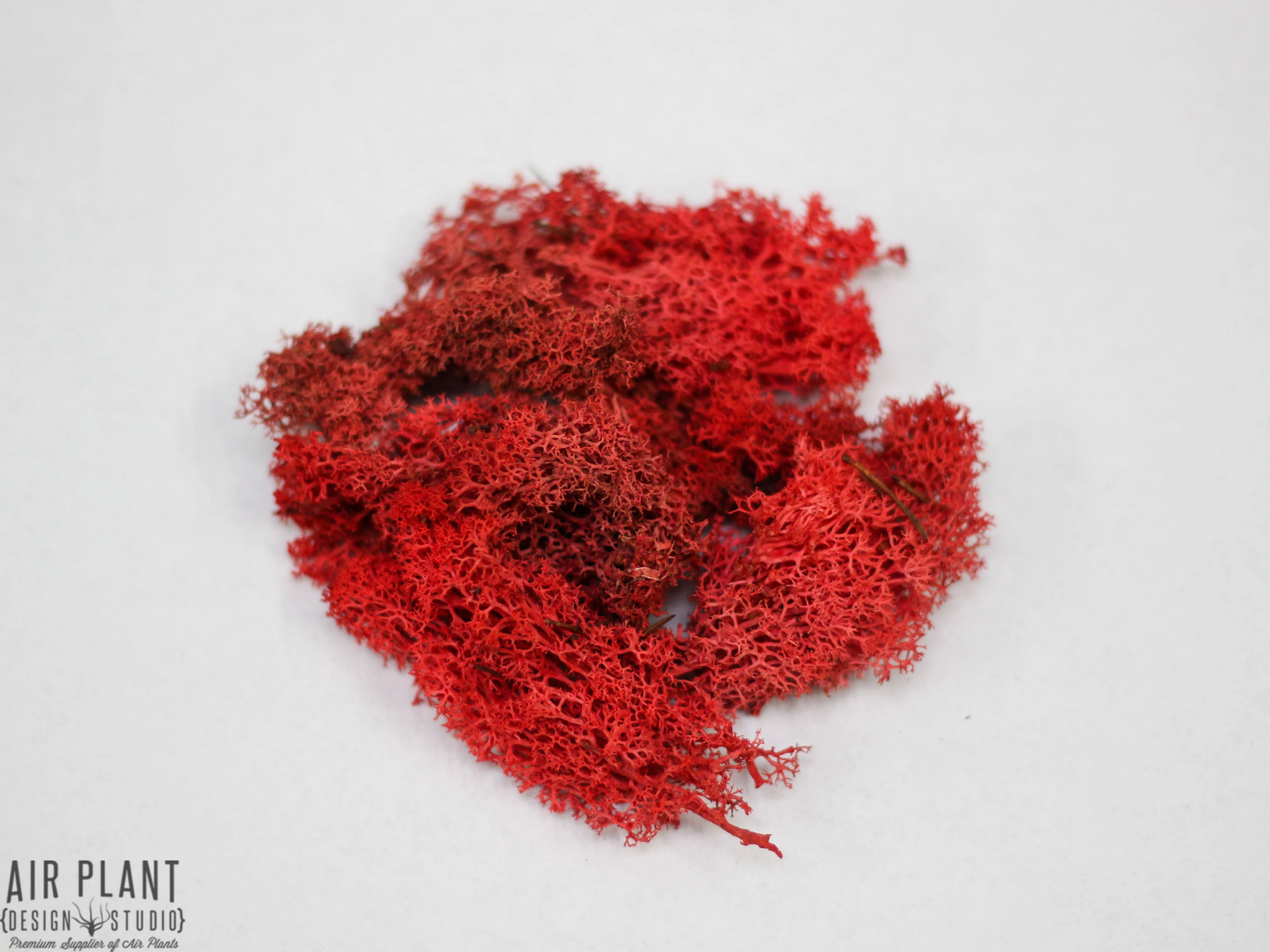 Teardrop Terrarium with Custom Reindeer Moss and Tillandsia Ionantha Air Plant - Image 5