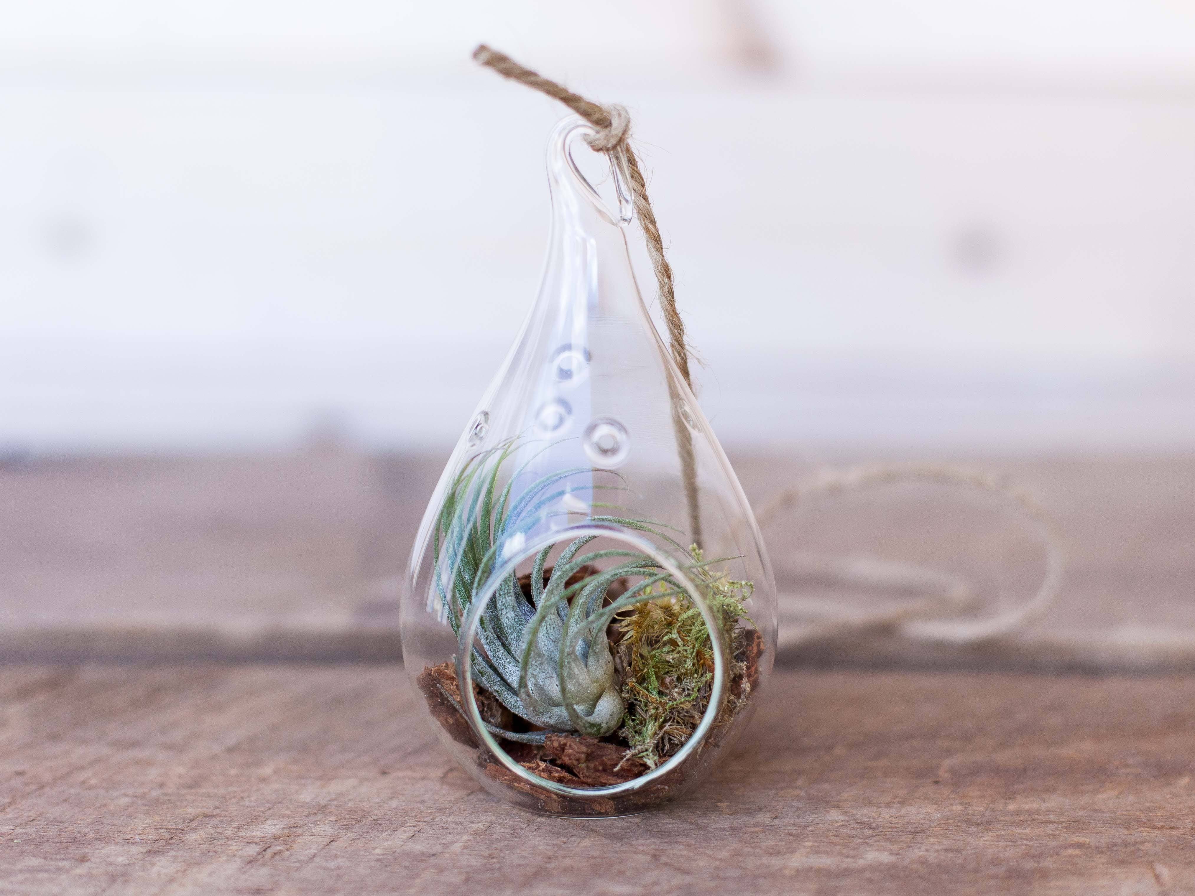 Rustic Teardrop Terrarium with Tillandsia Ionantha Air Plant