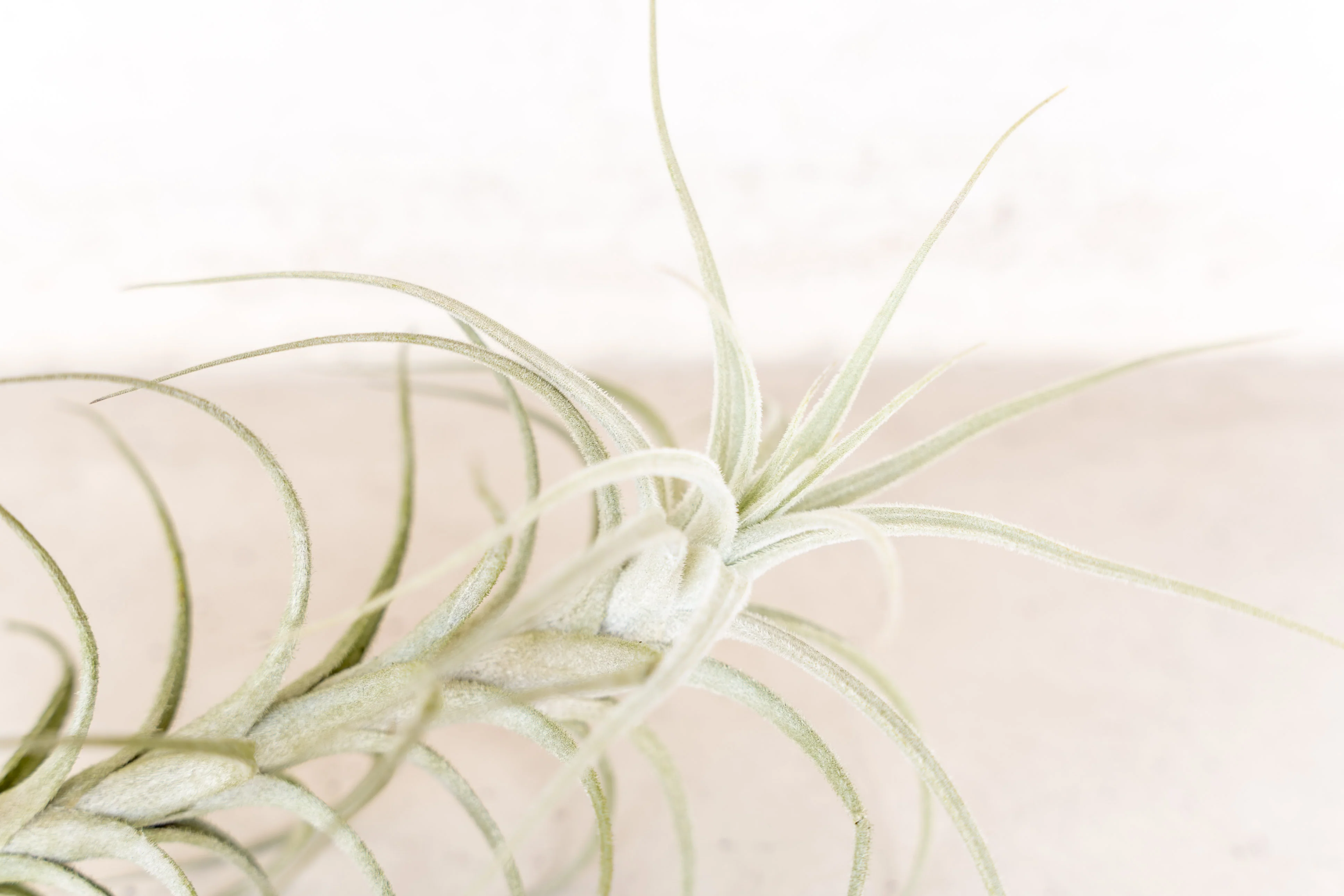 Tillandsia Tectorum 'Peru' Air Plant