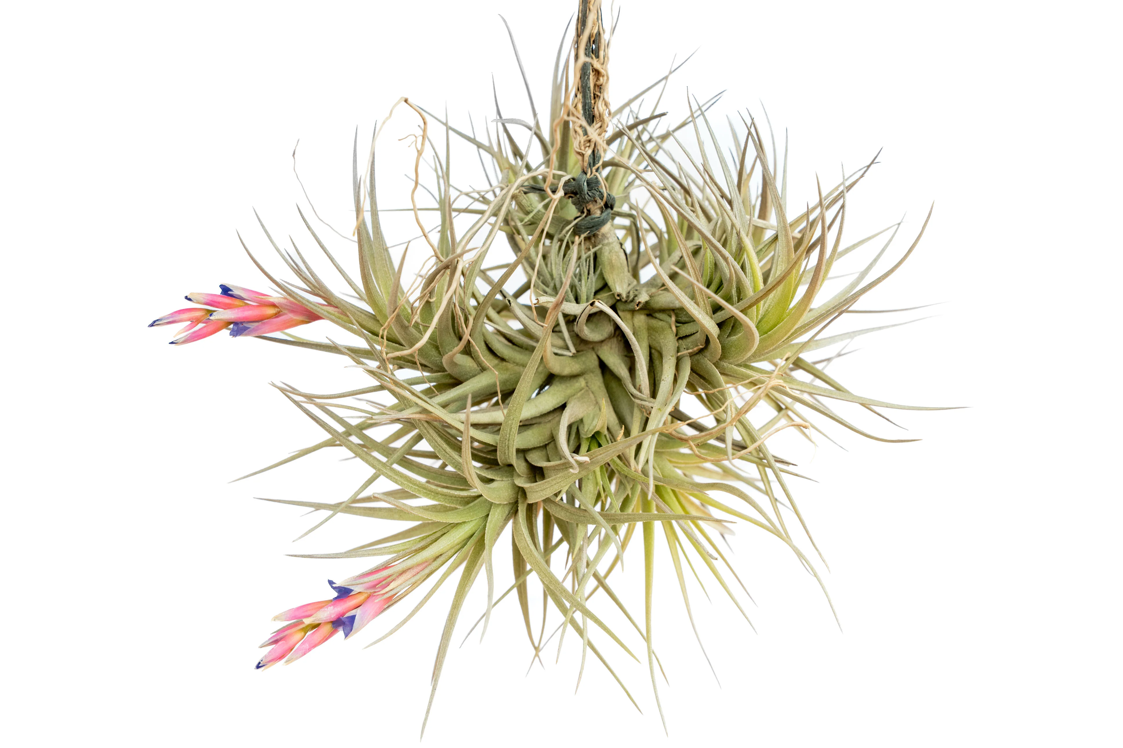 Tillandsia Tenuifolia Air Plant Clumps - Image 3