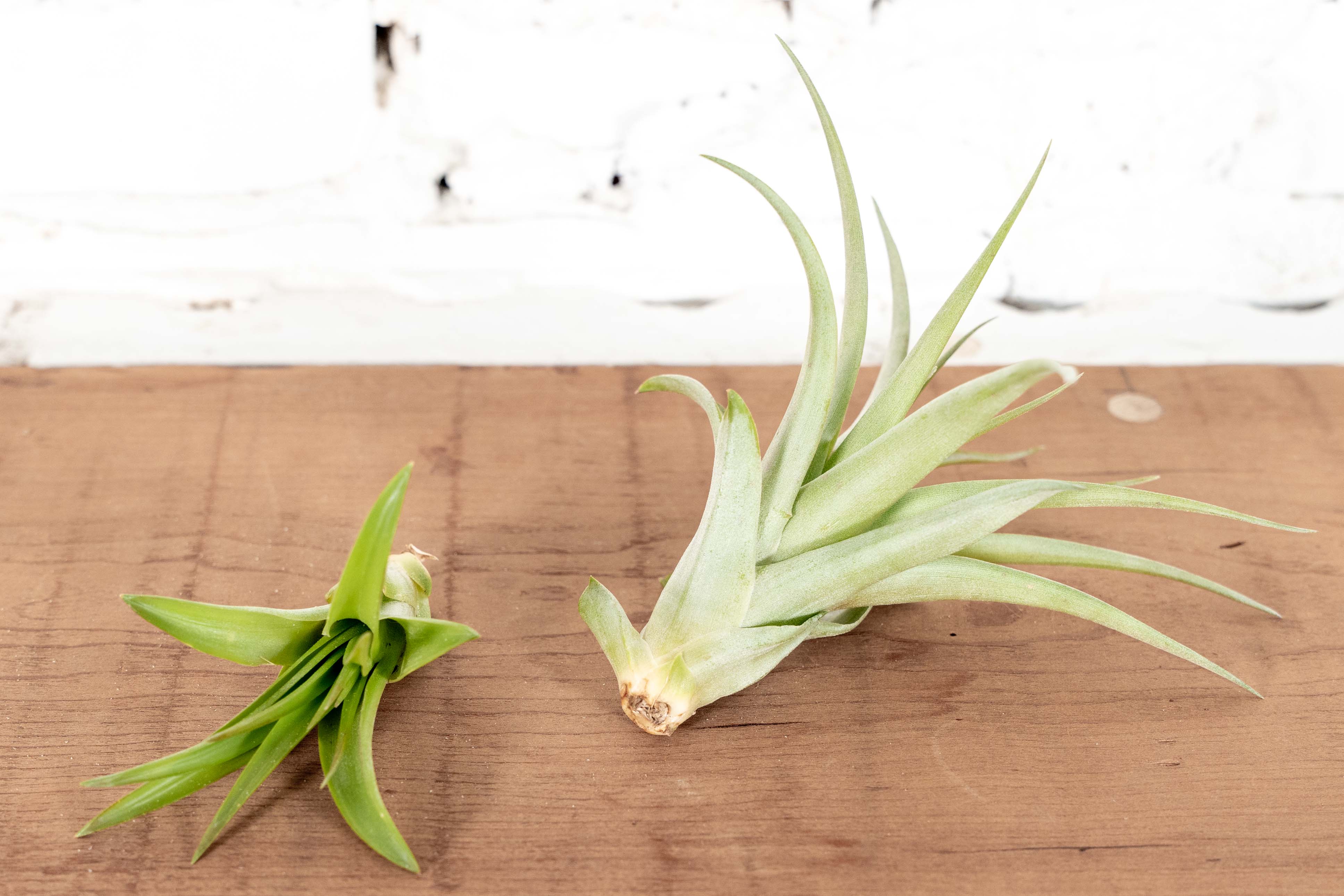 Tillandsia Abdita Brachycaulos Air Plant - Image 3