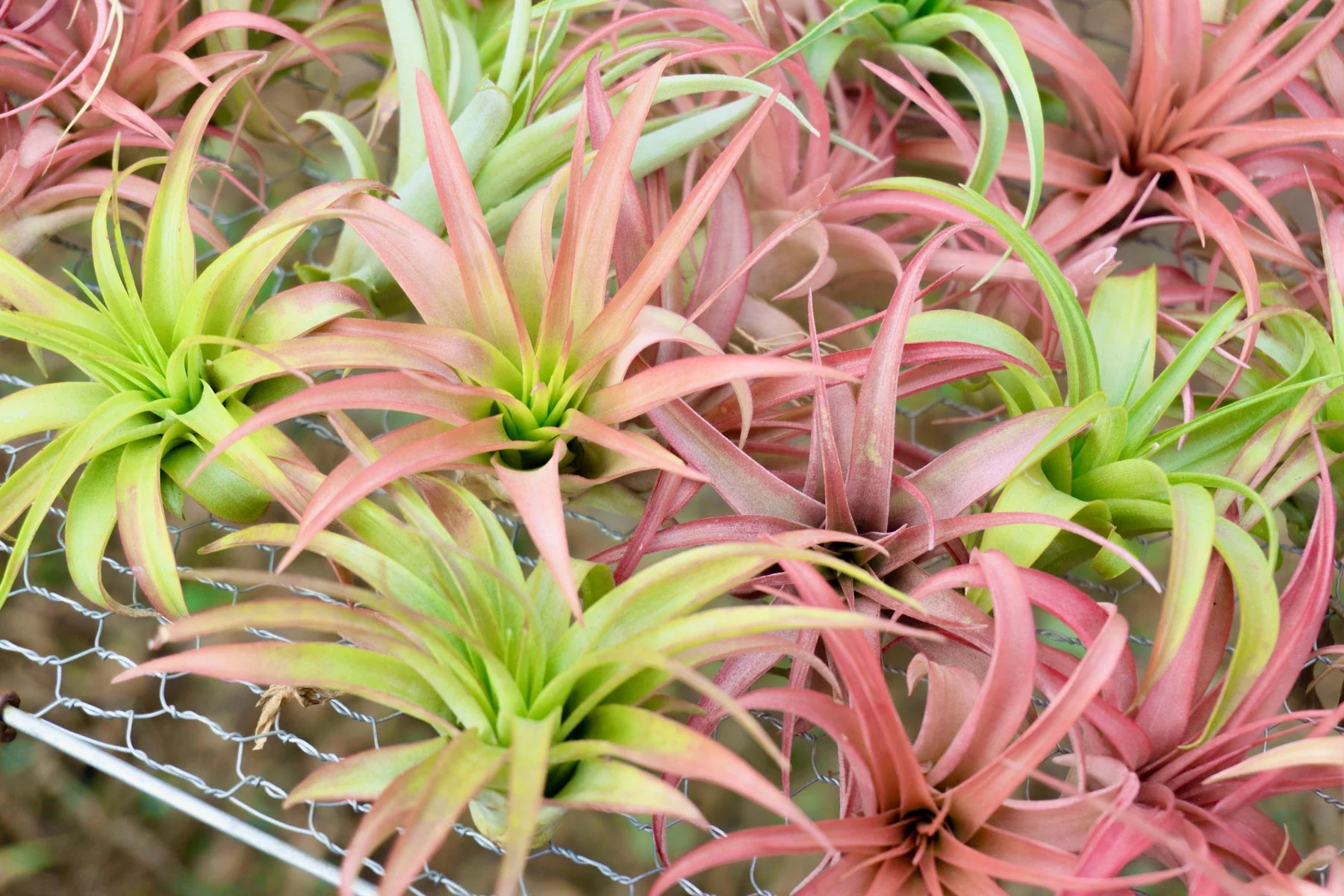 Tillandsia Abdita Brachycaulos Air Plant - Image 5