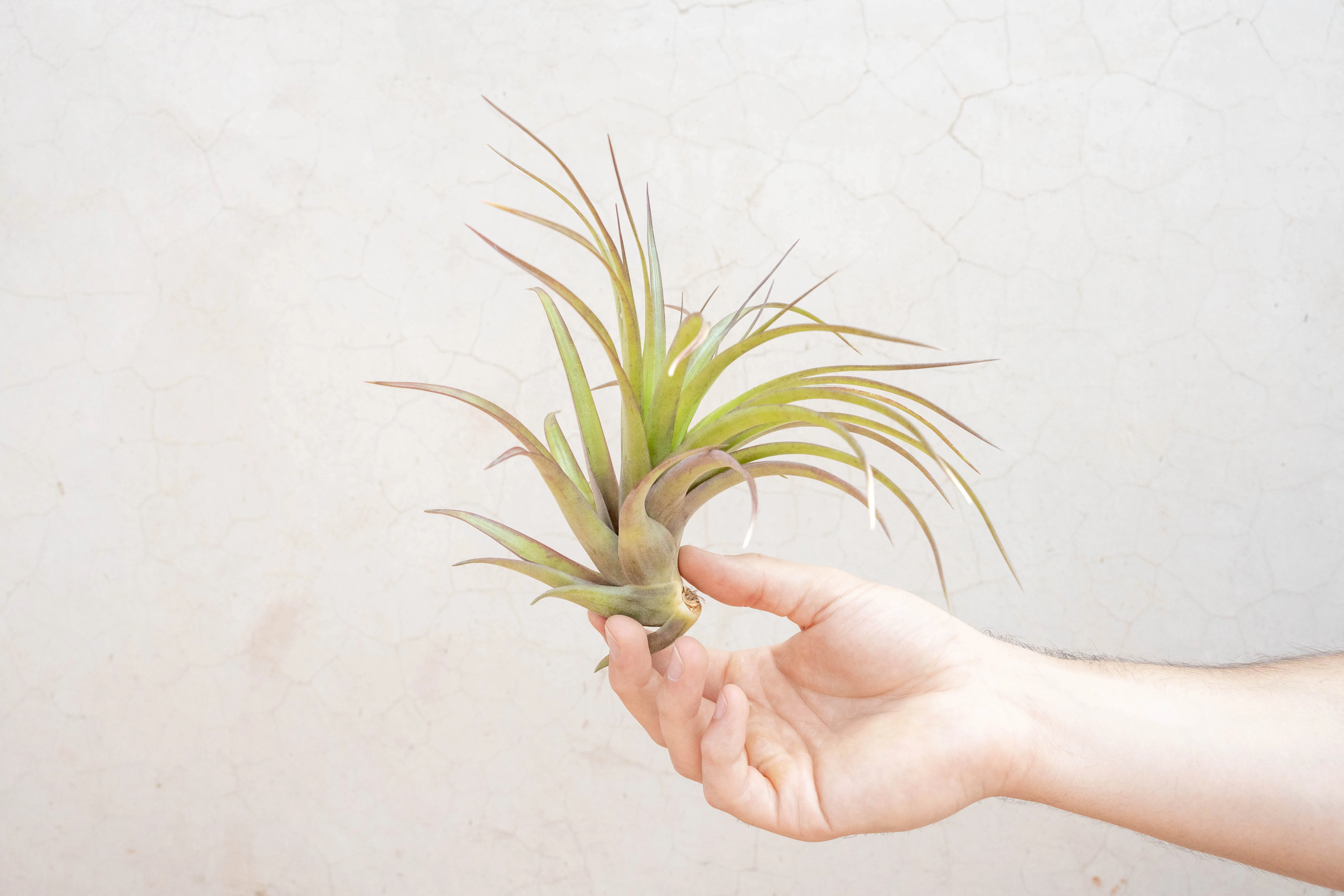 Tillandsia Abdita Brachycaulos Air Plant - Image 6