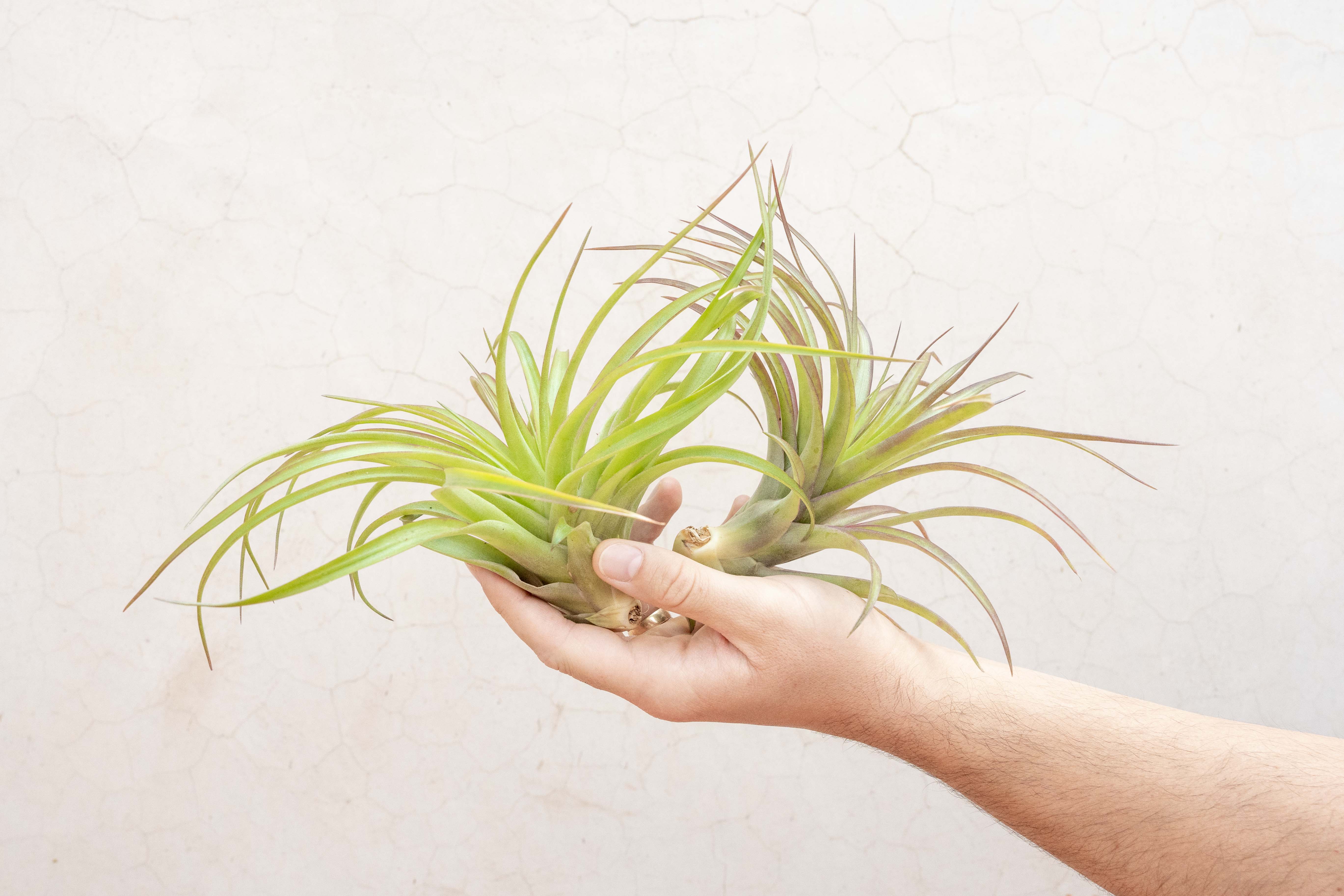 Tillandsia Abdita Brachycaulos Air Plant - Image 7
